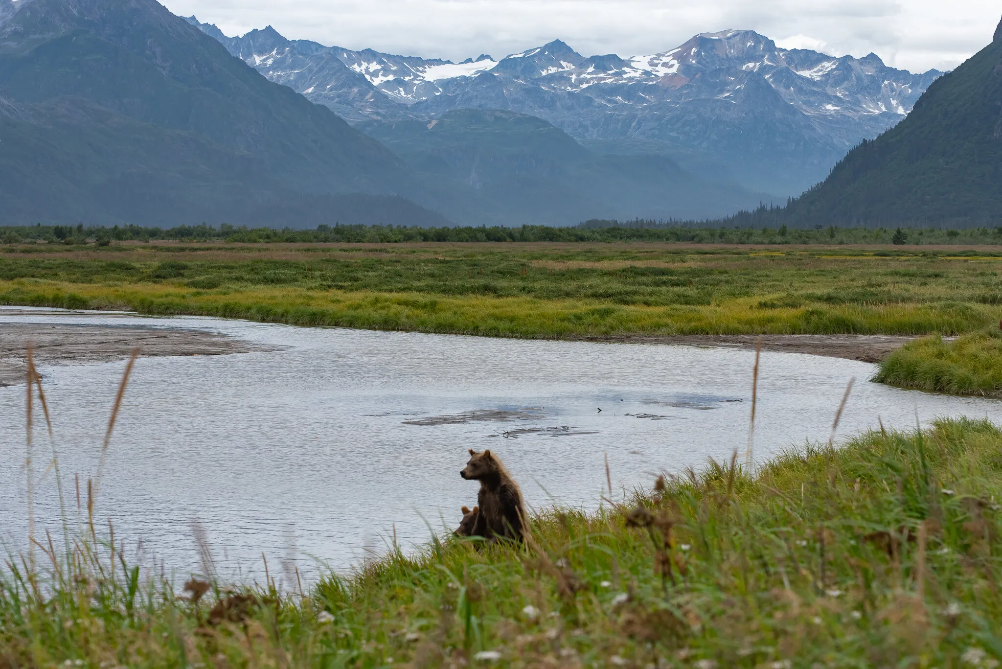 Two bear cubs