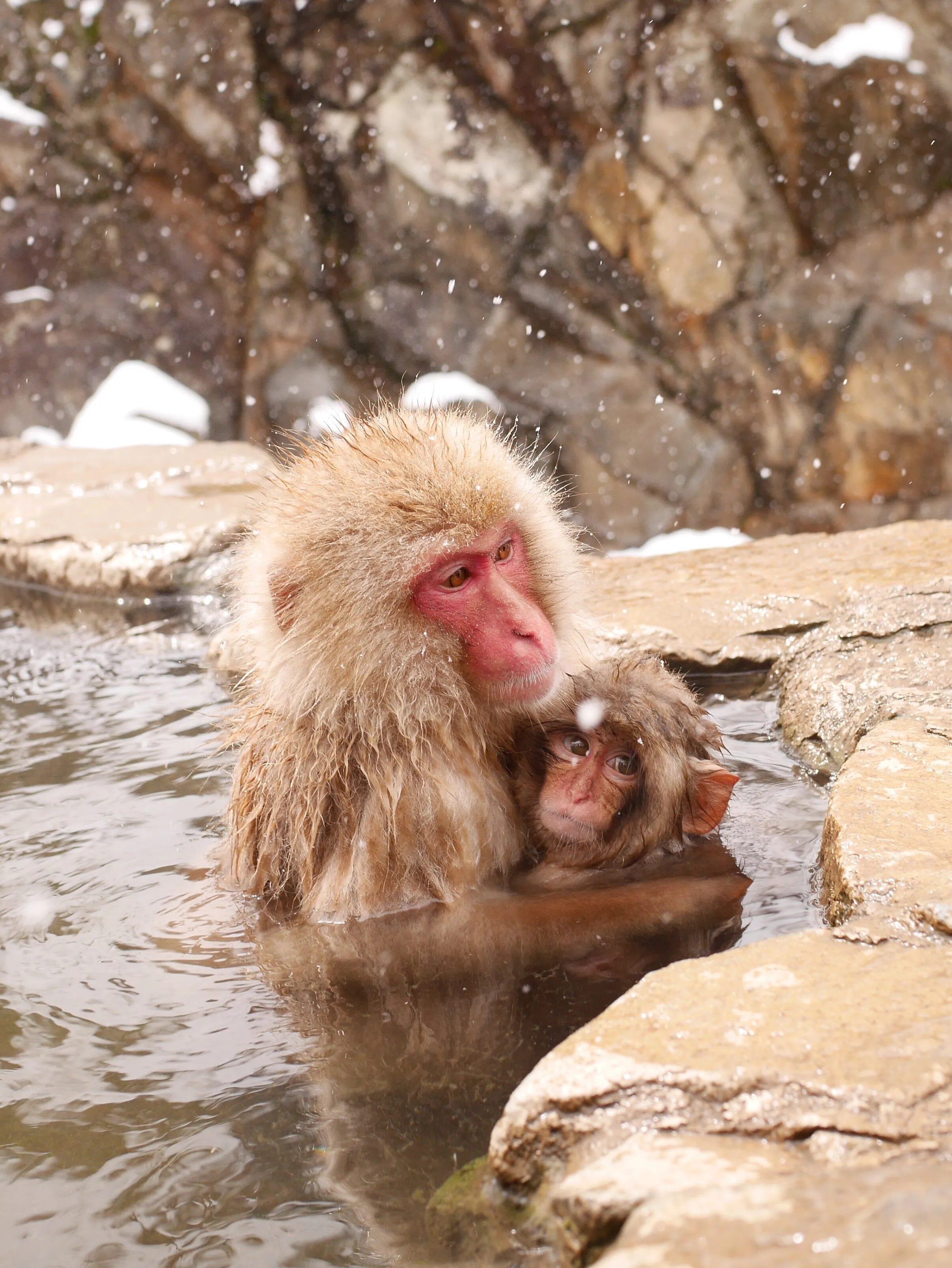 Jigokudani Japanese Snow monkeys