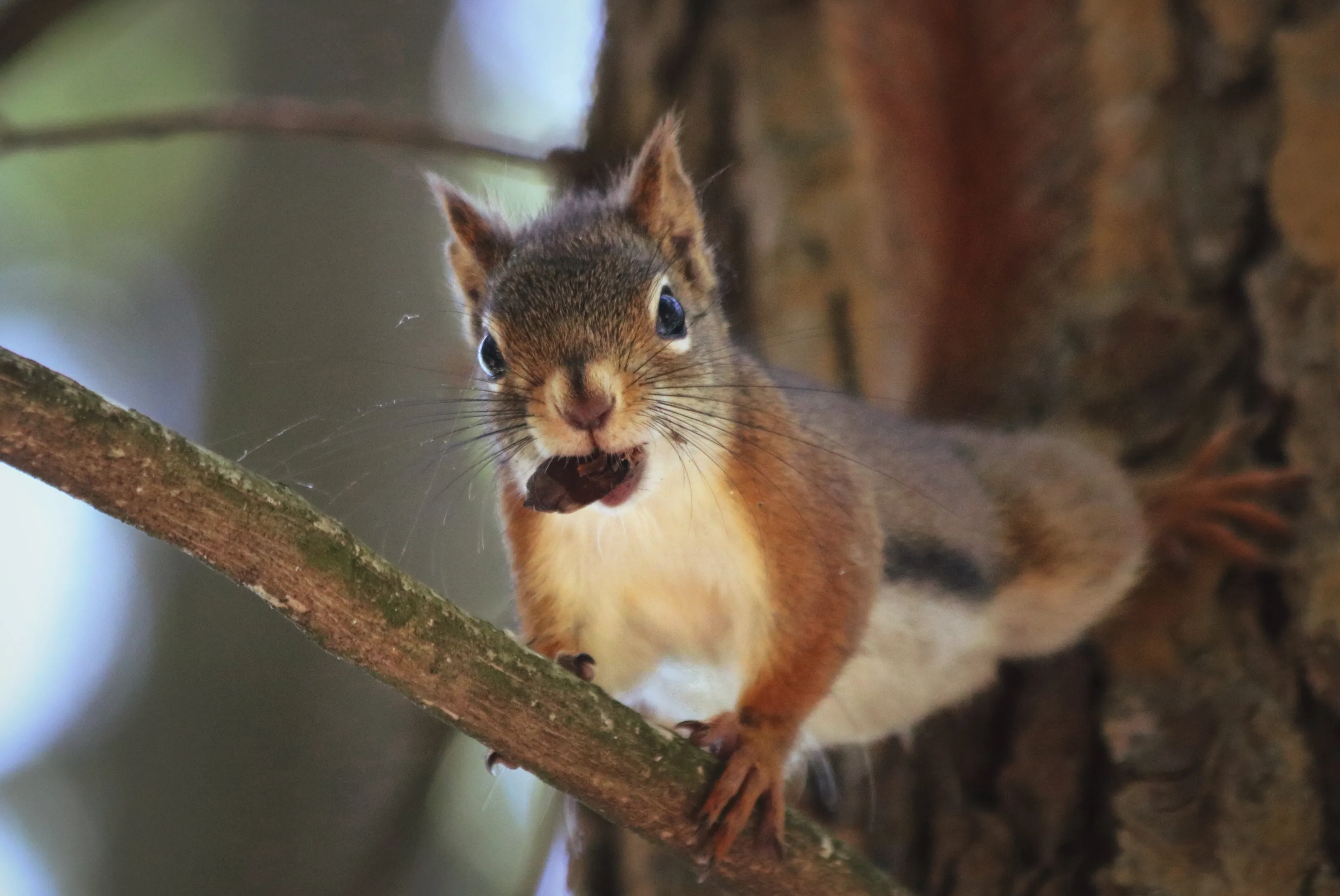 Red Squirrel Red with Anger