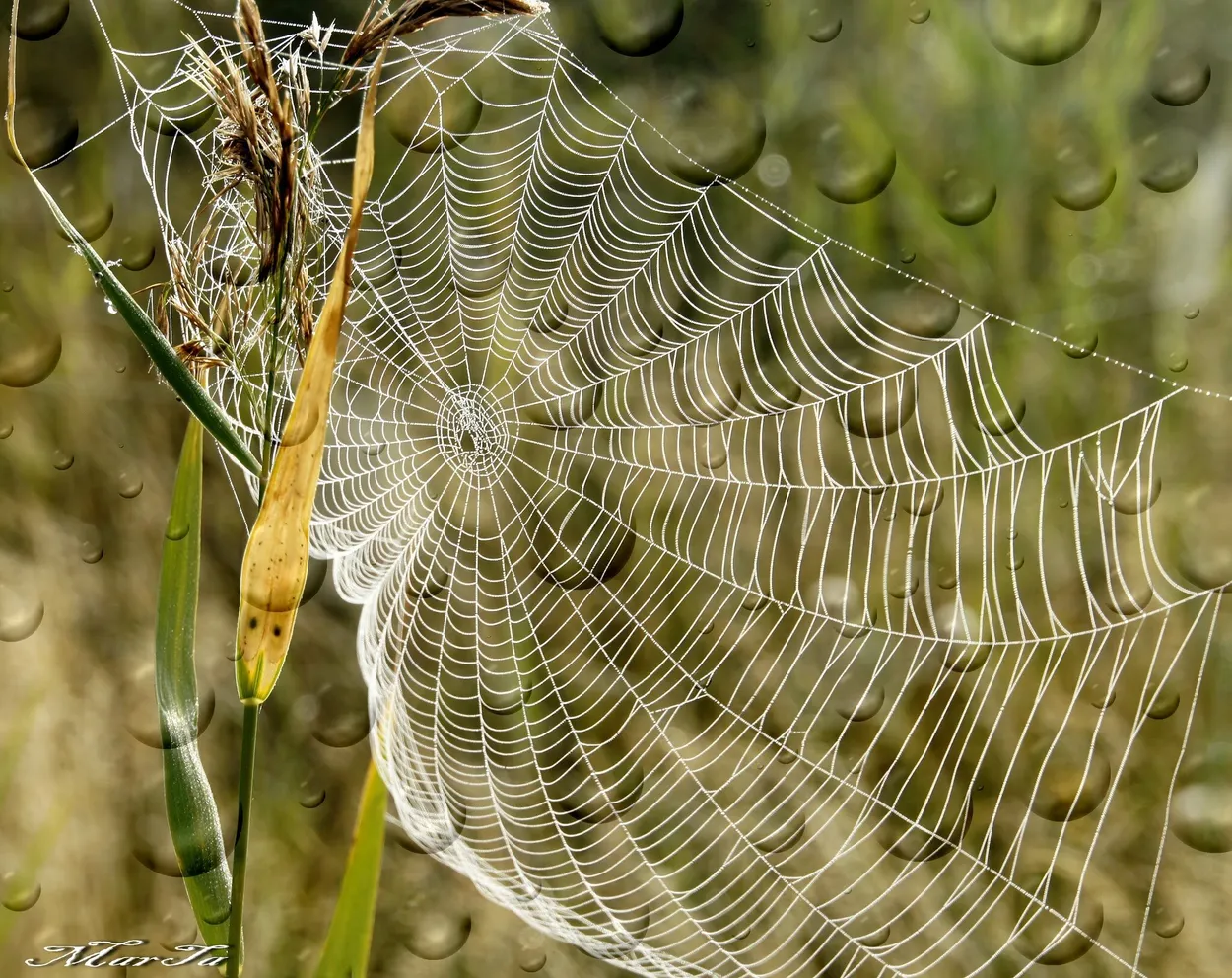 Entry 2957407