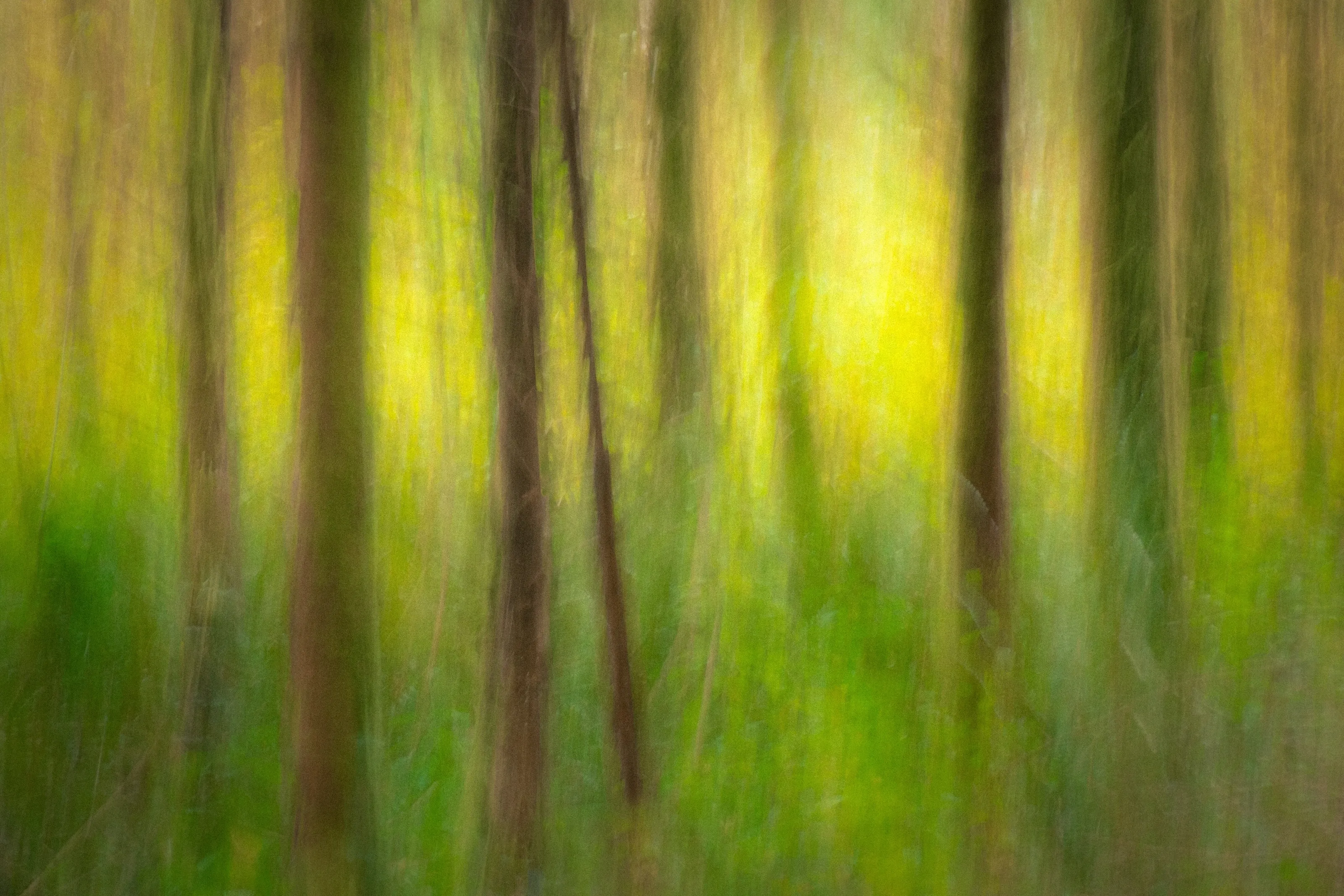 Northwest Woods on Caffeine