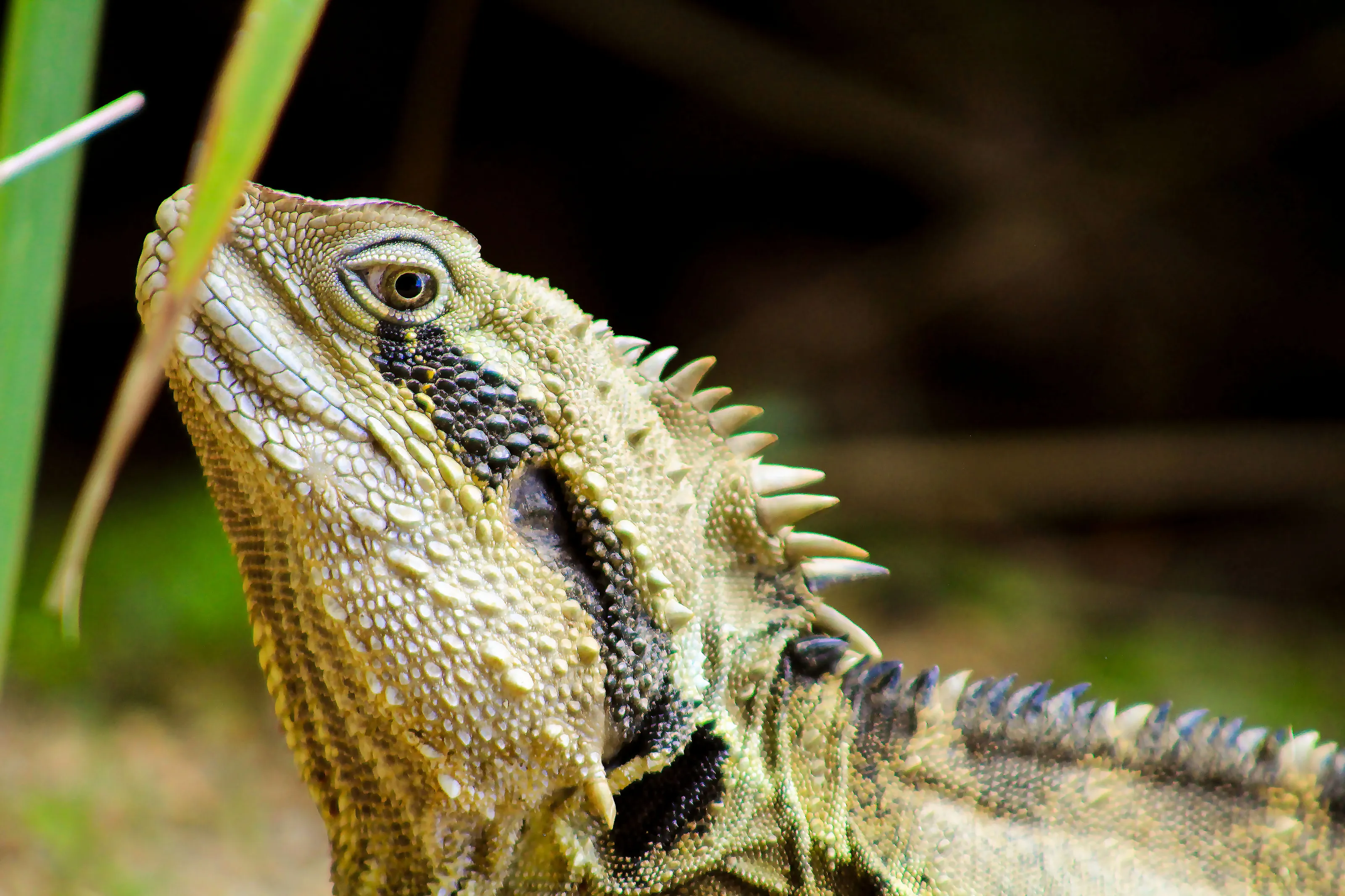 water dragon lizard