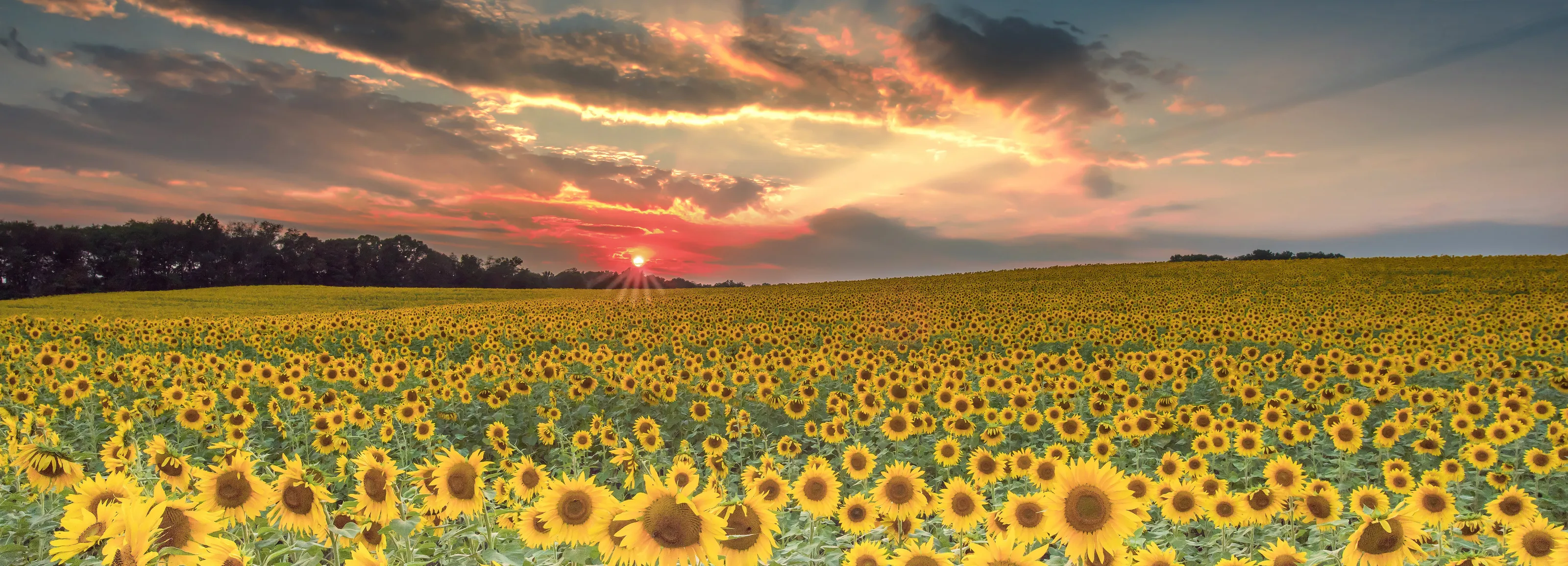 A Sunflower Sunset