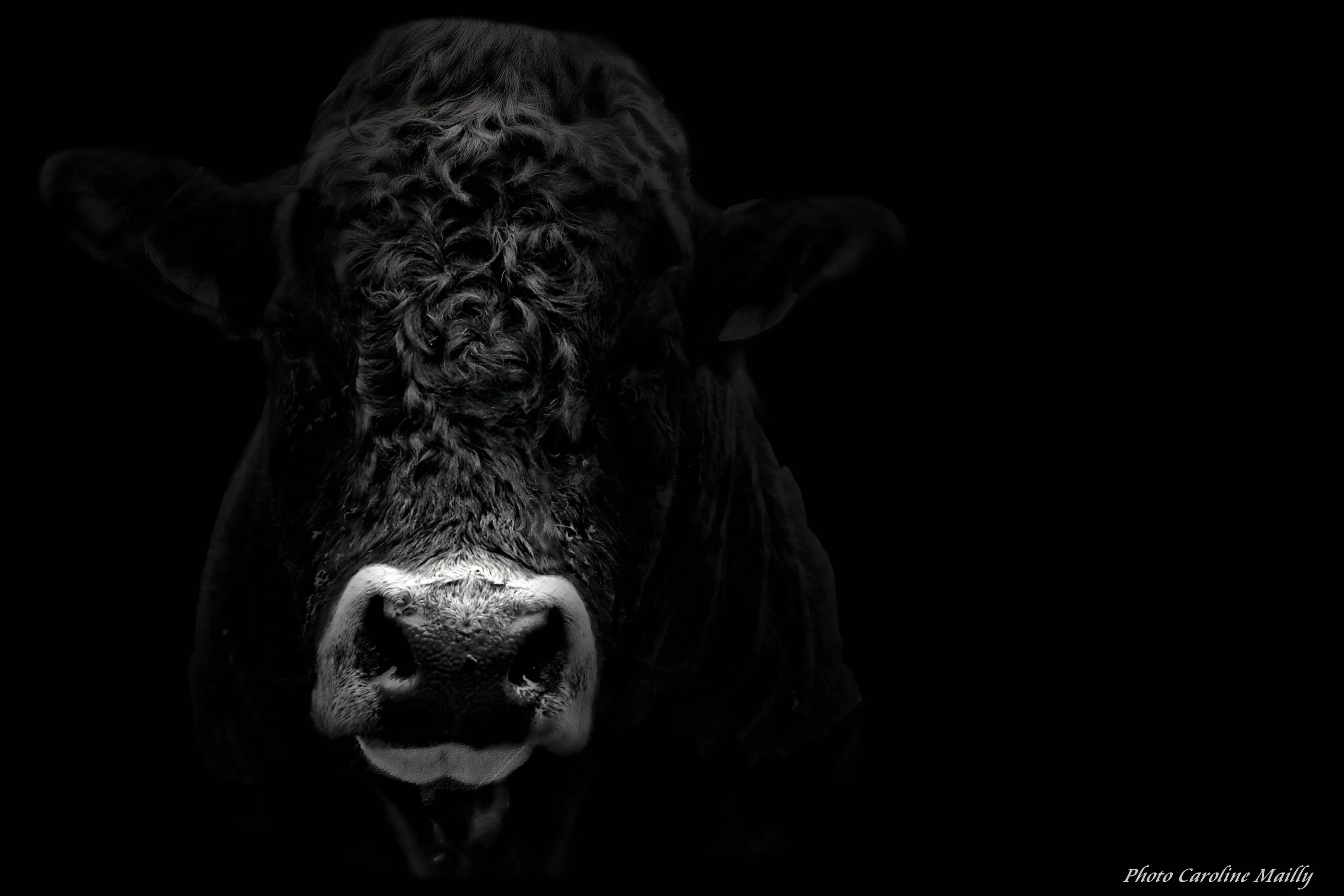 The Bull