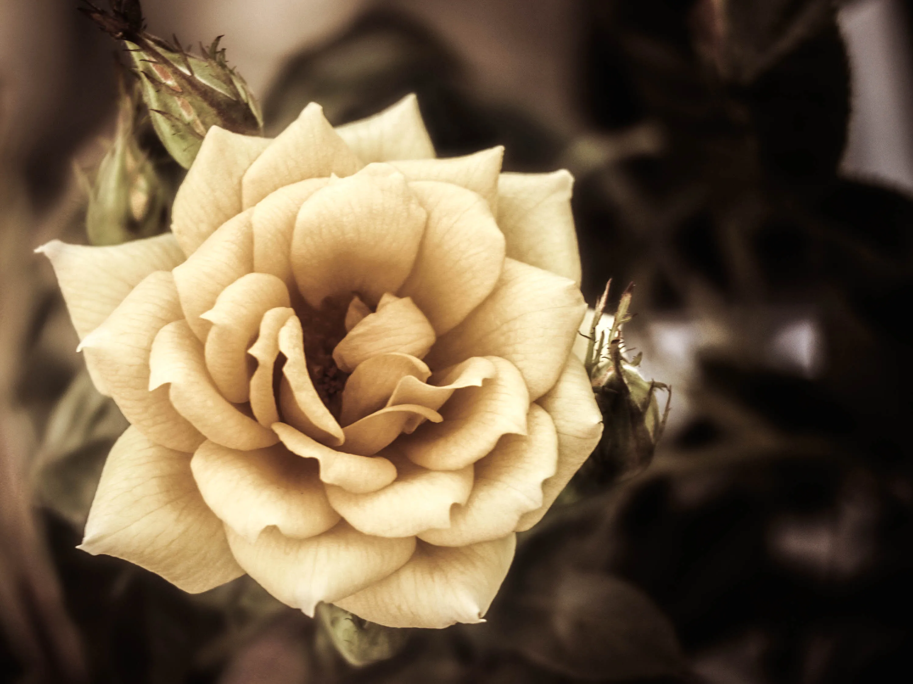Old rose