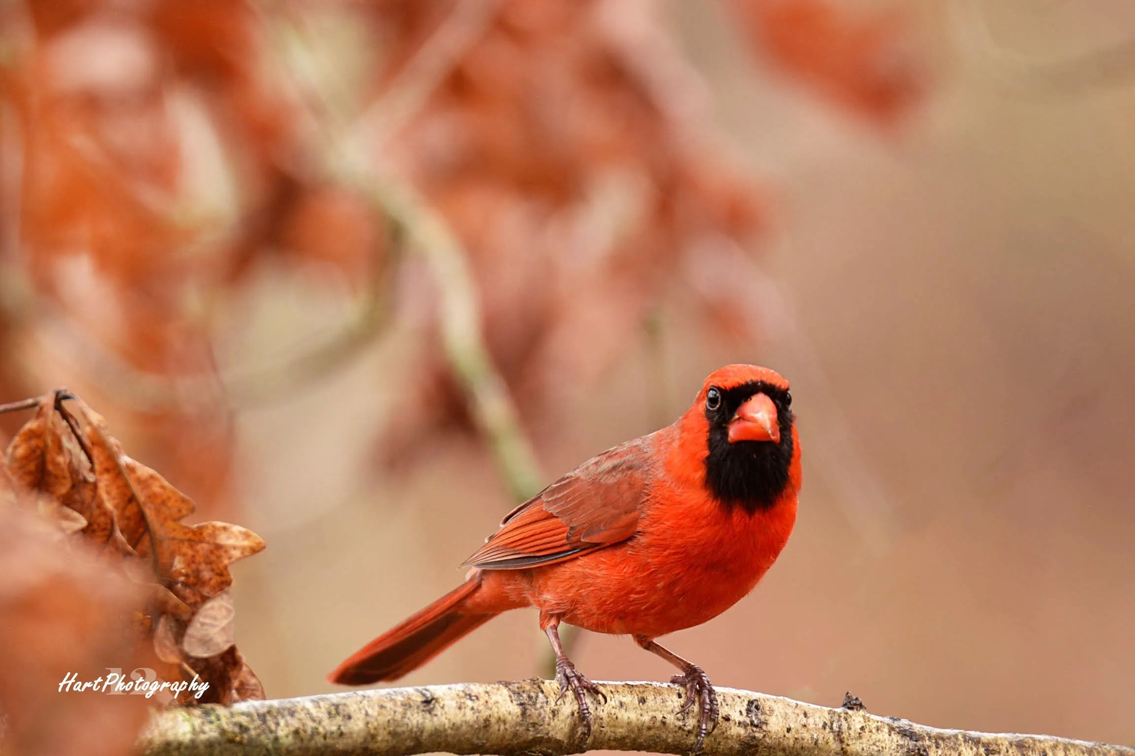 cardinal