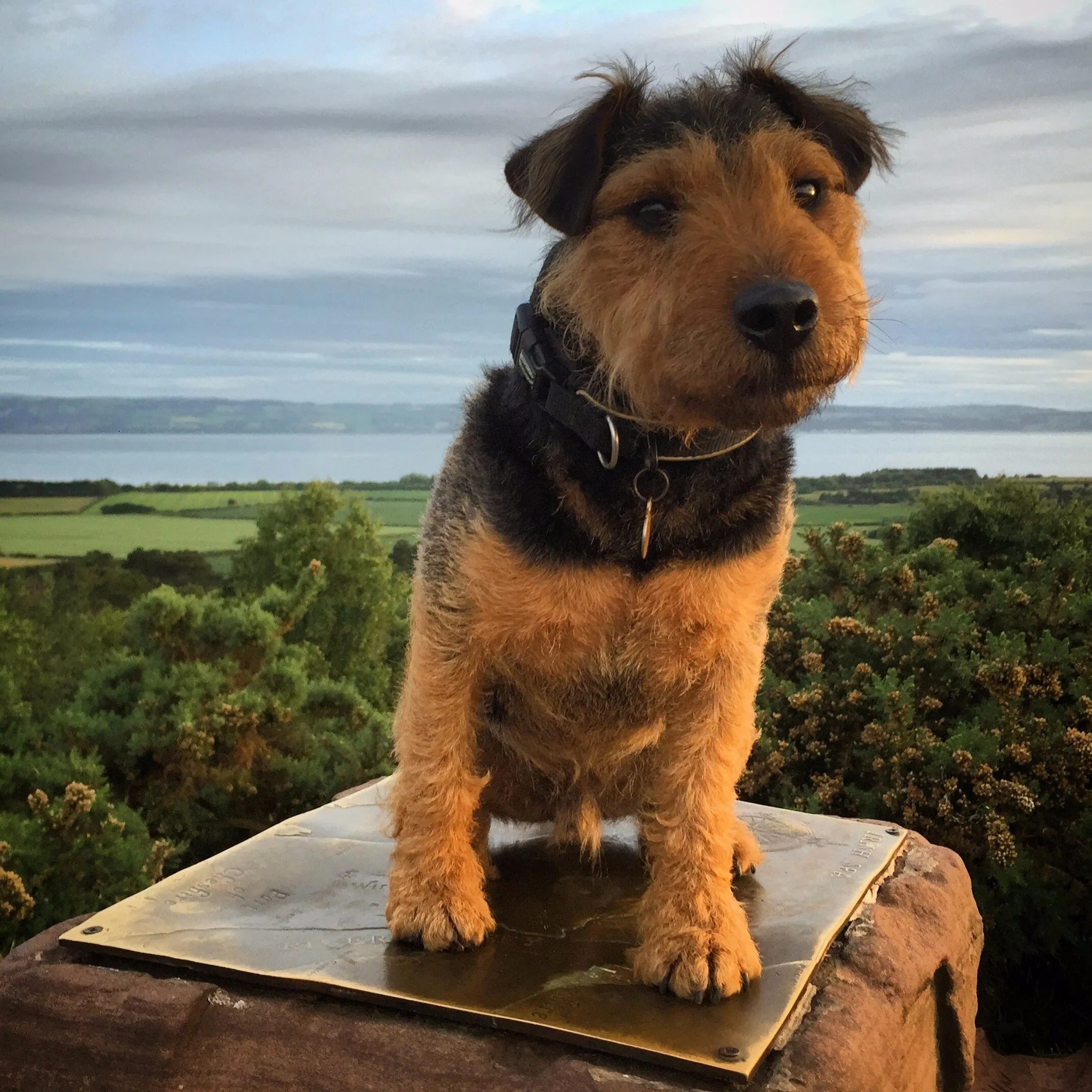 Doggy Map