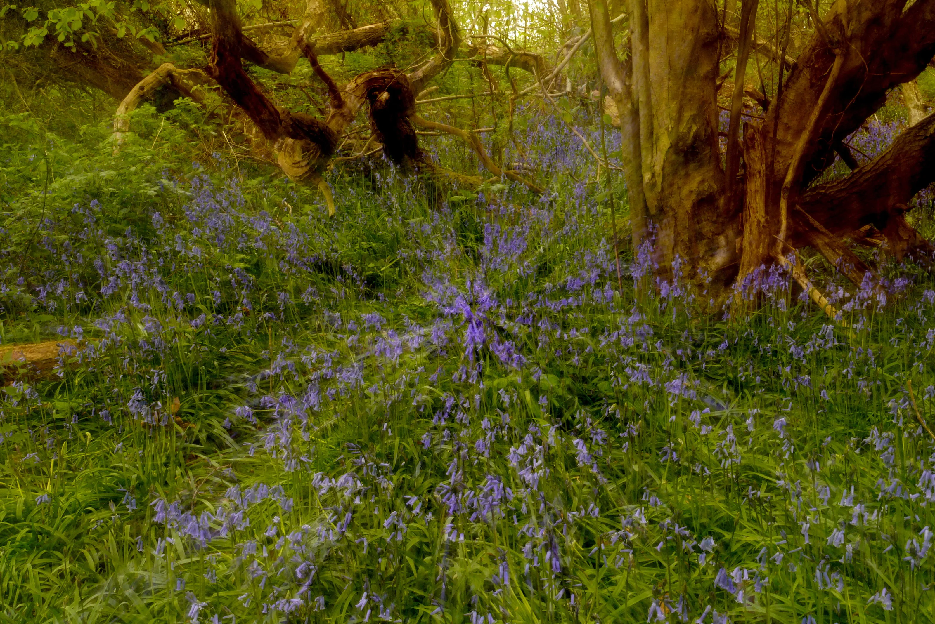 Bluebells in Sydlings Copse