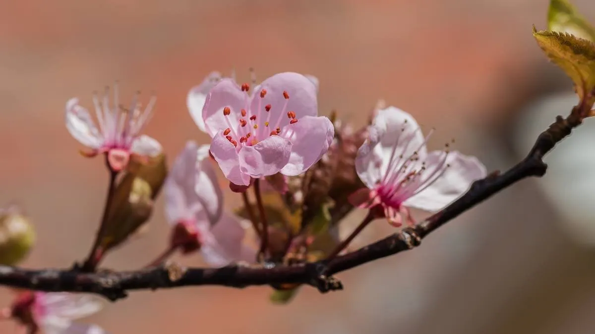 Cherry Blossom