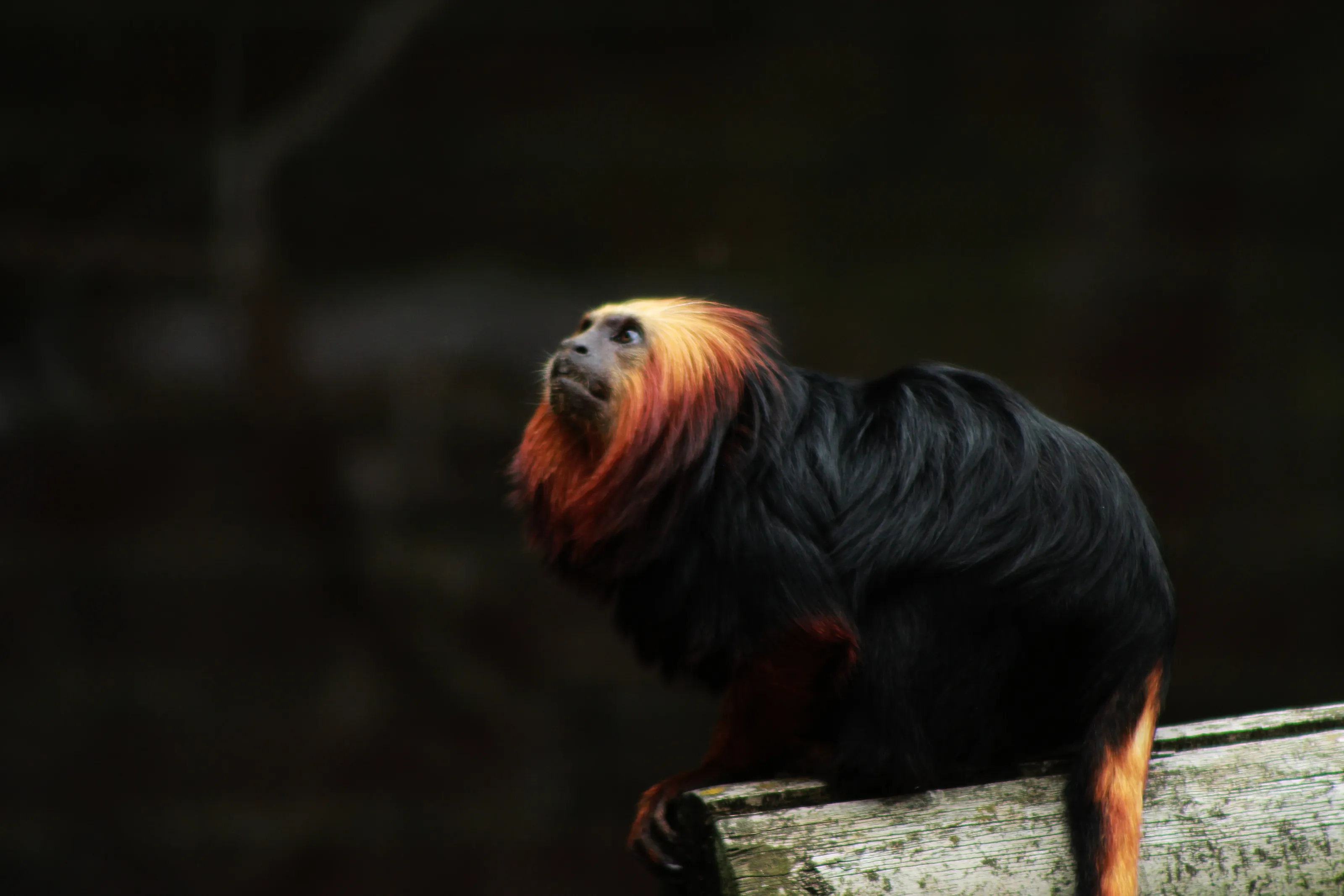 Golden Headed Lion Tamarin