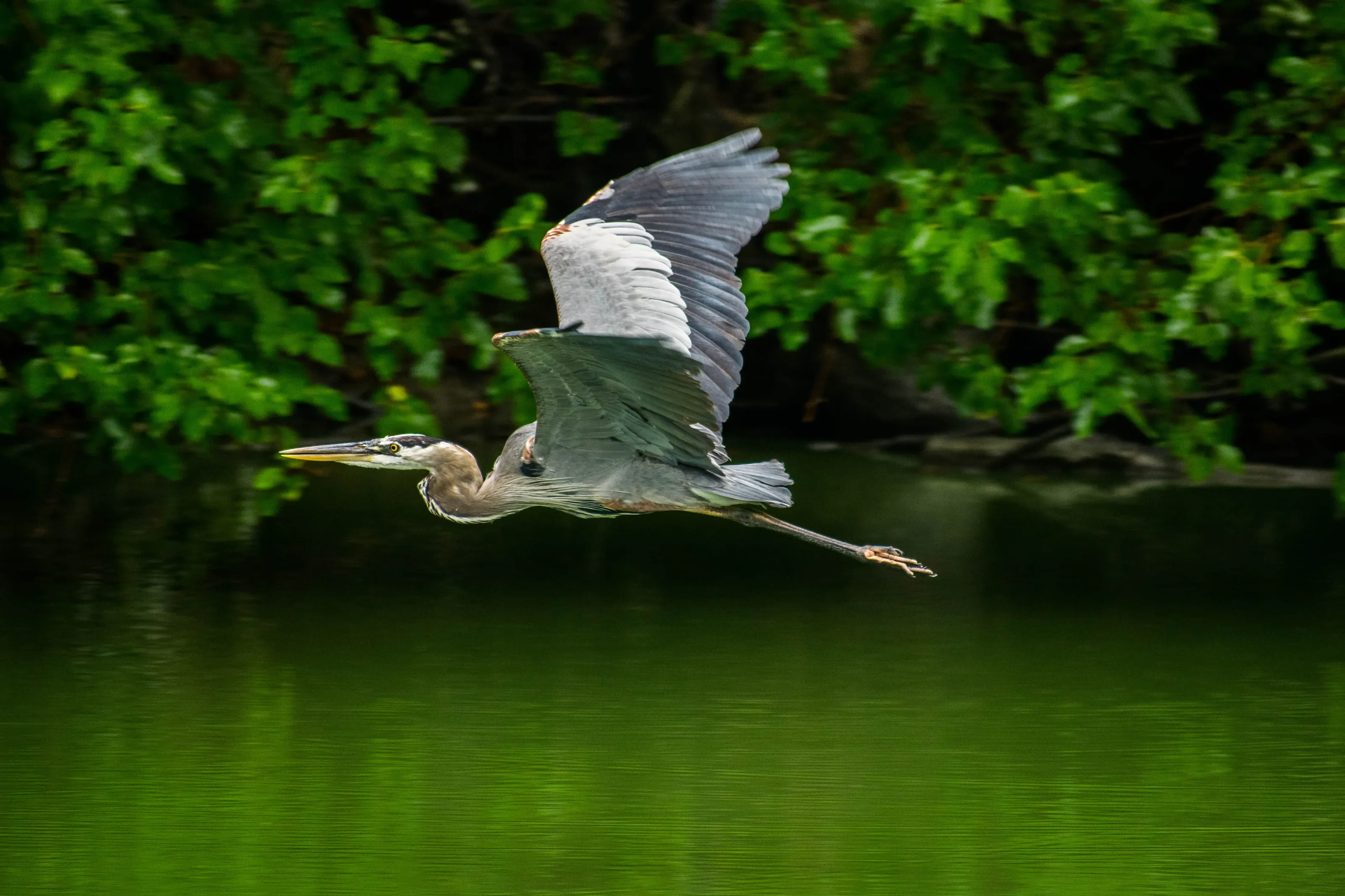 Blue harron in flight