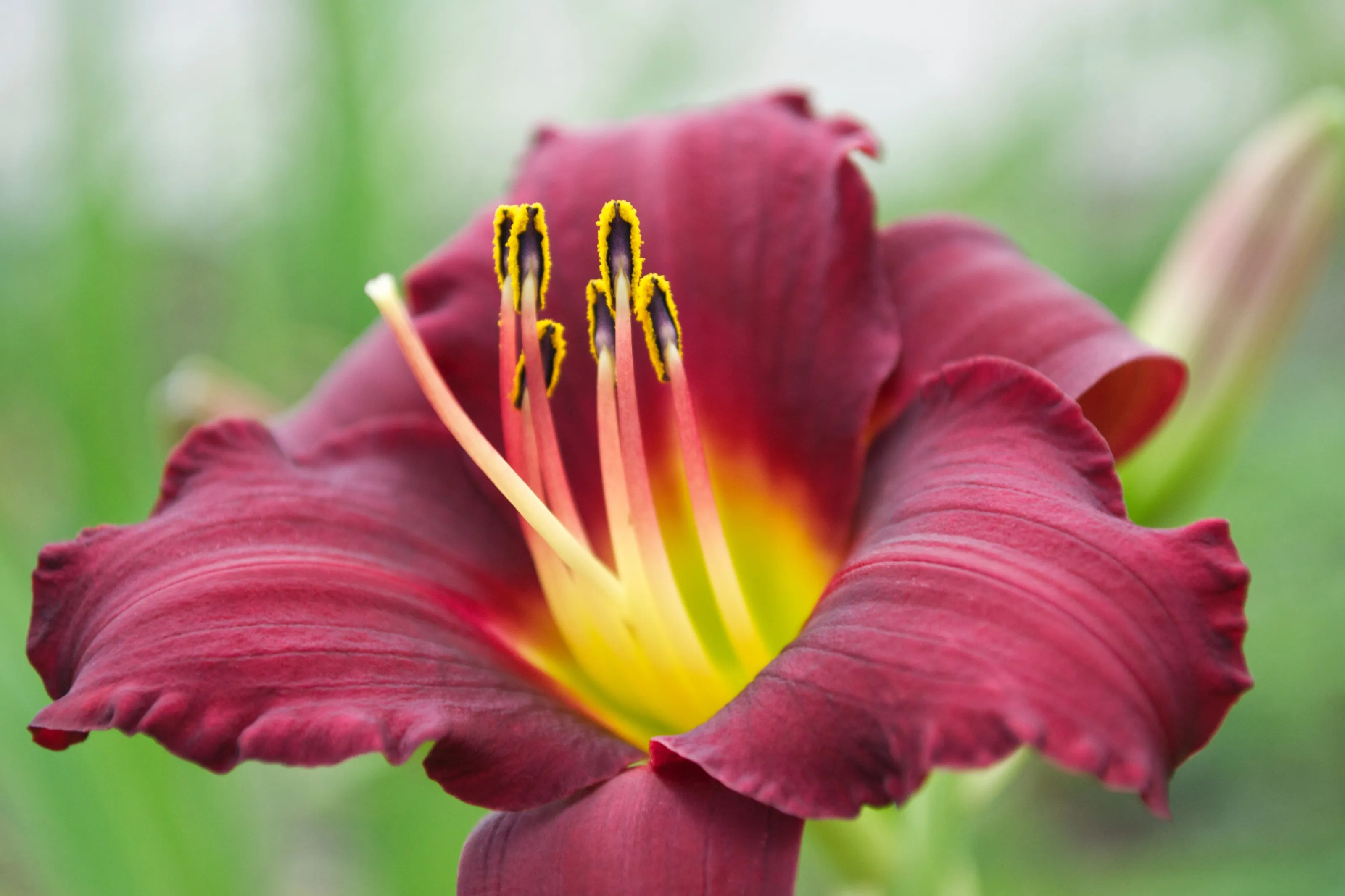 magenta lily