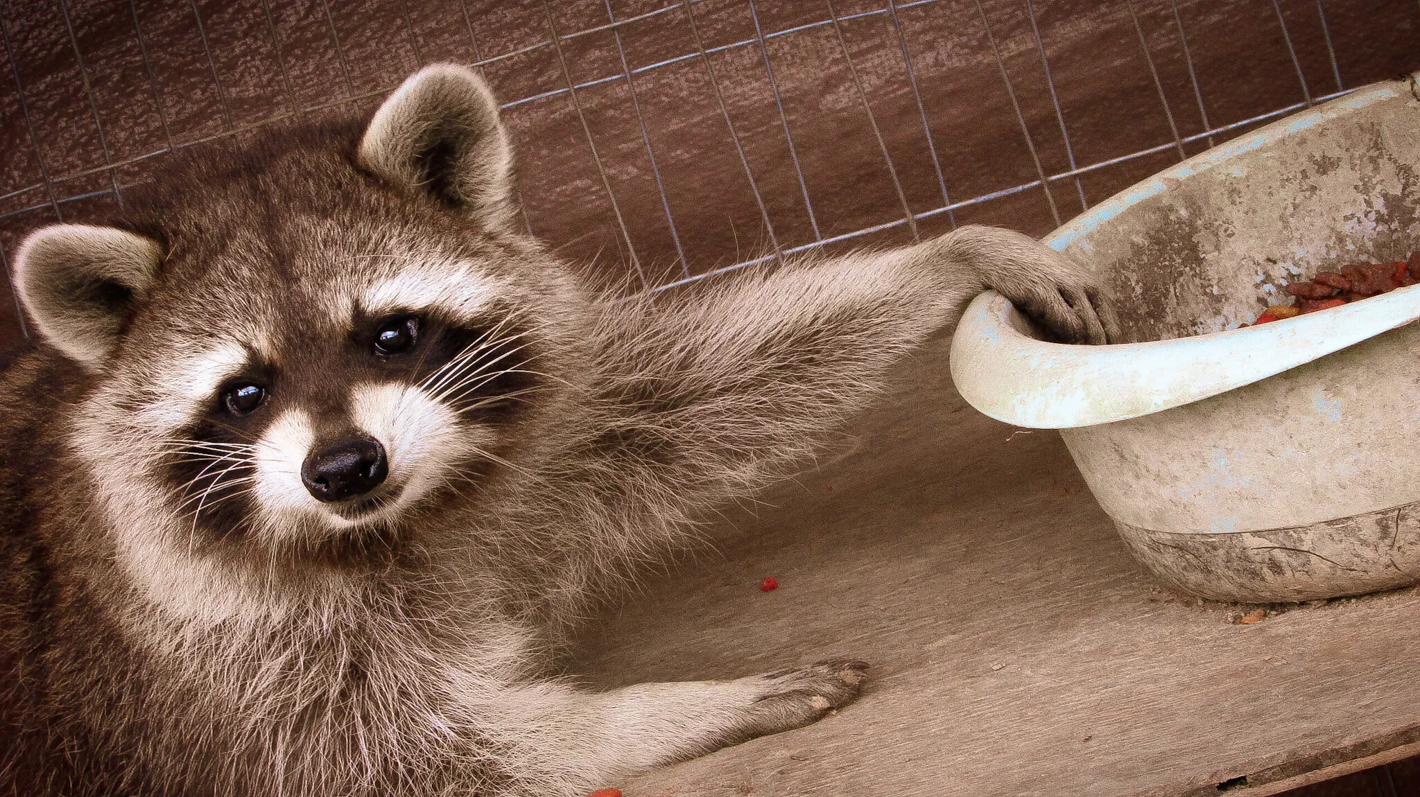 Bandit the raccoon