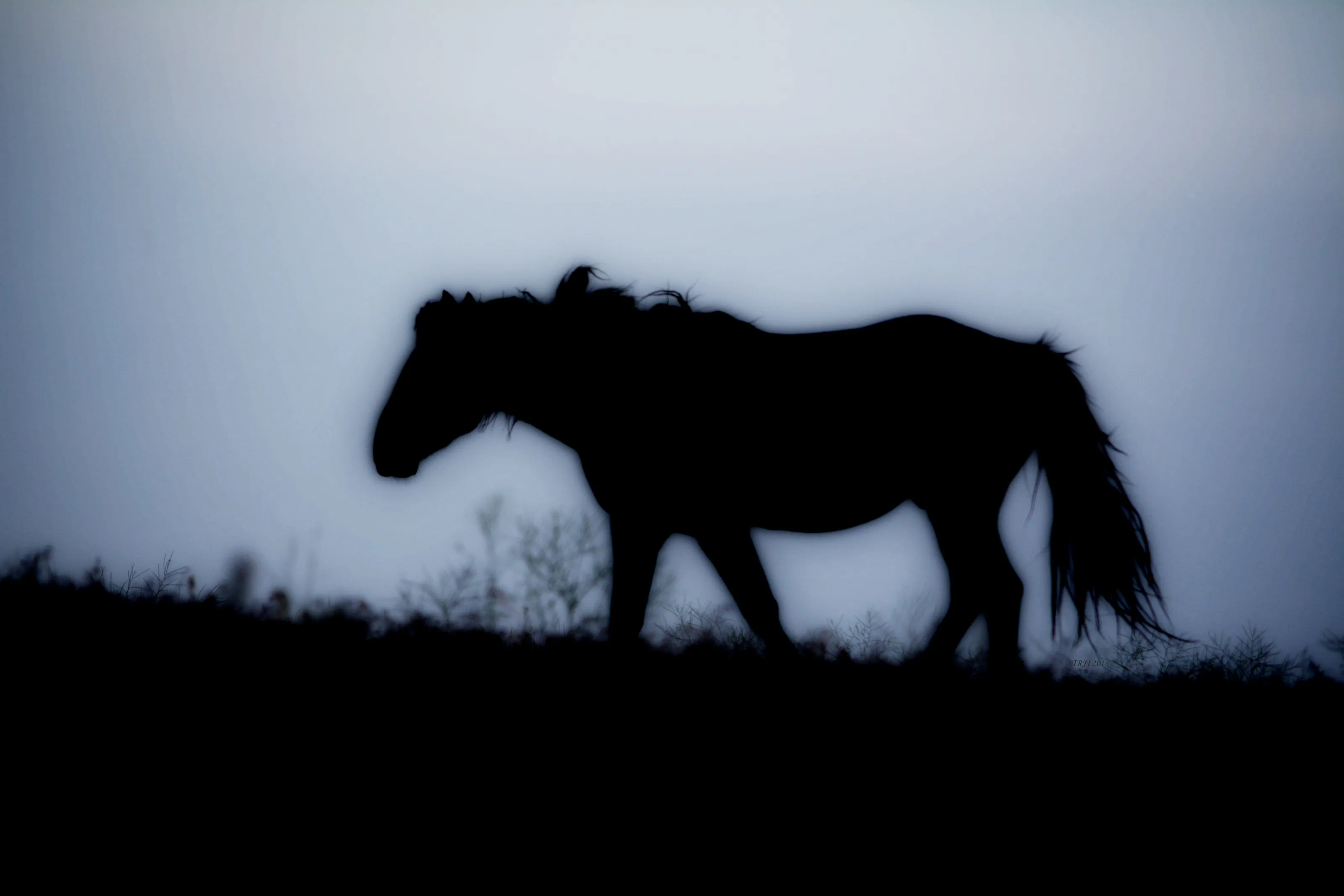 Firstlight