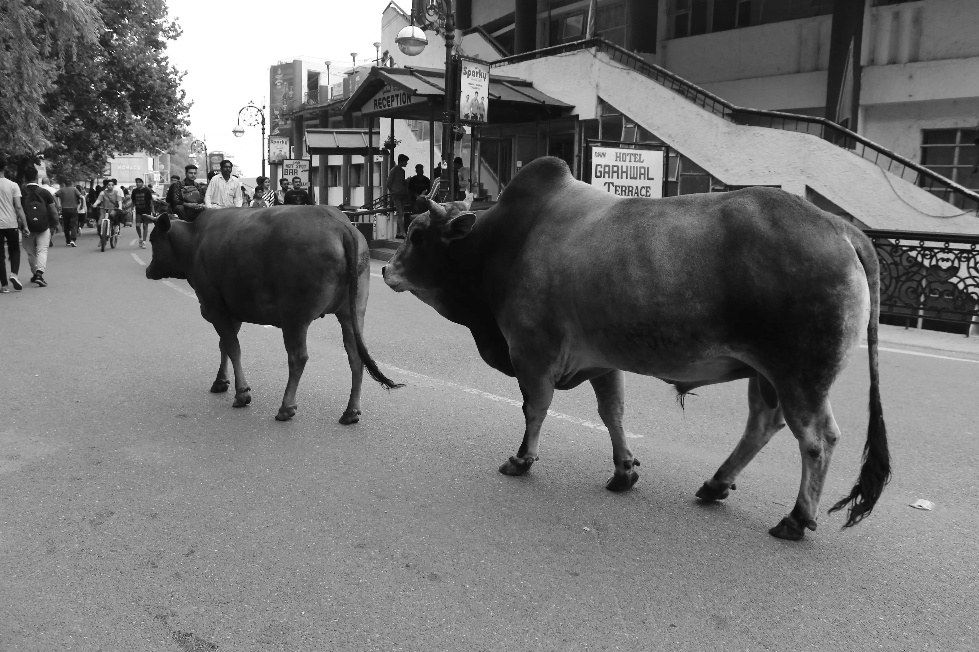 MOOO-N WALK