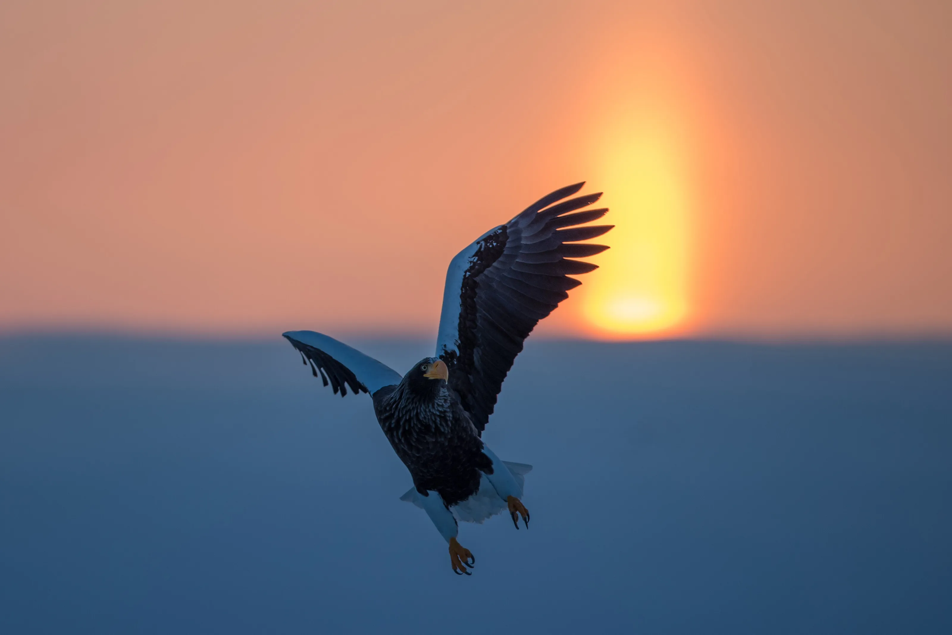 Eagle fly at dawn
