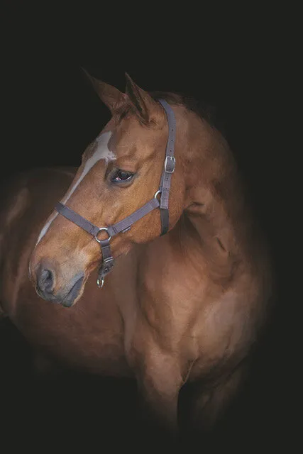 Last portrait