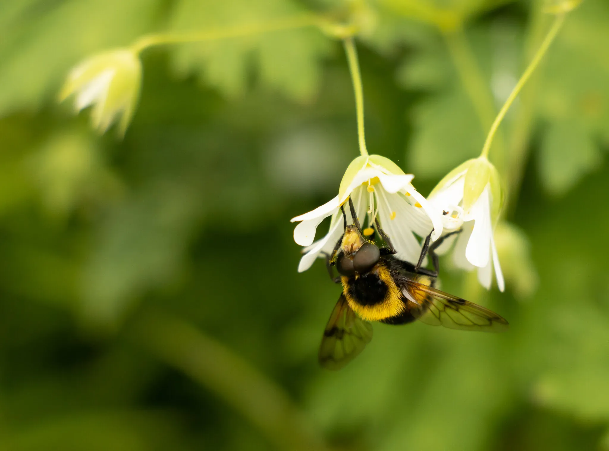 Pollen Time