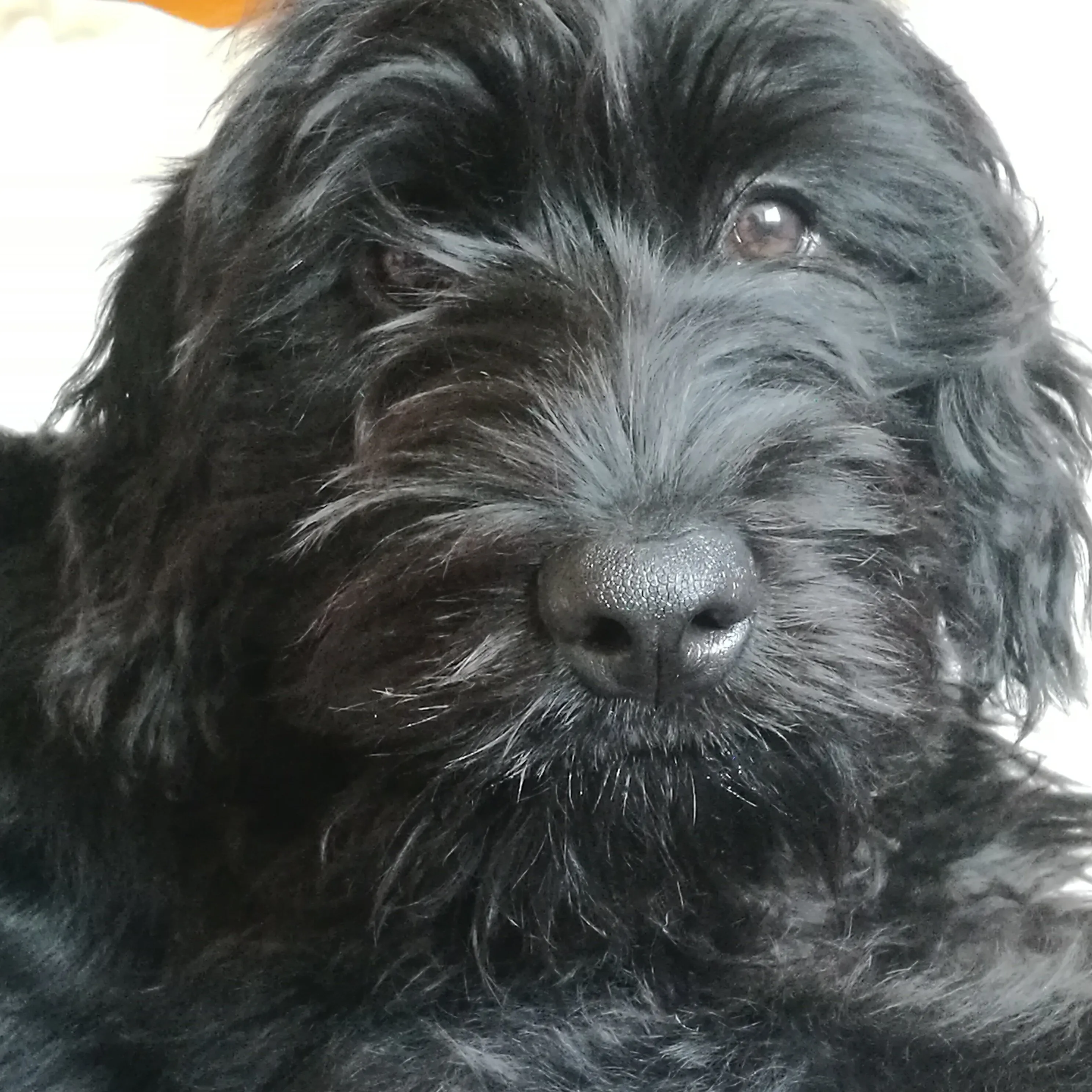 Hugo the Rottle