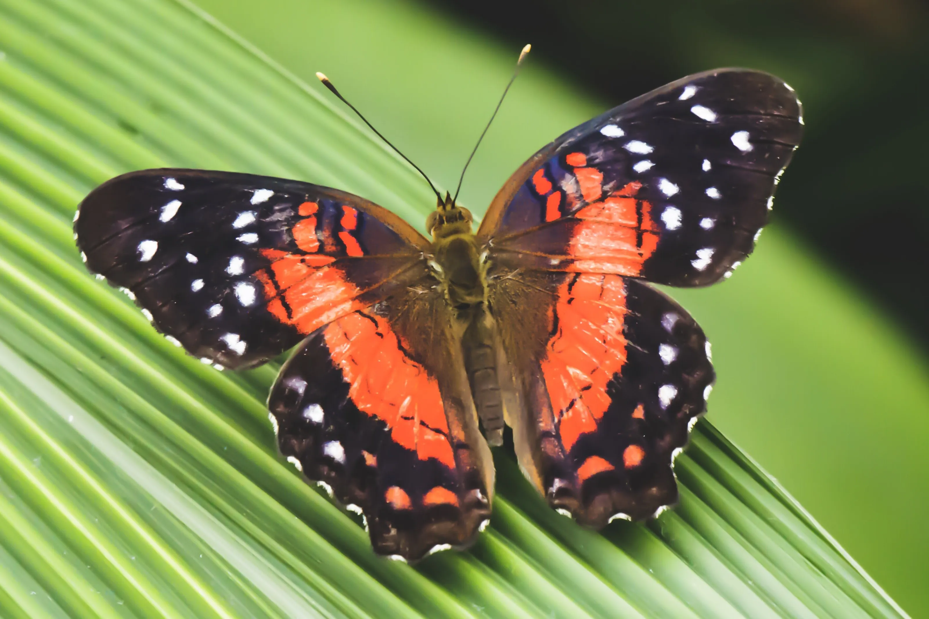 Scarlet Peacock