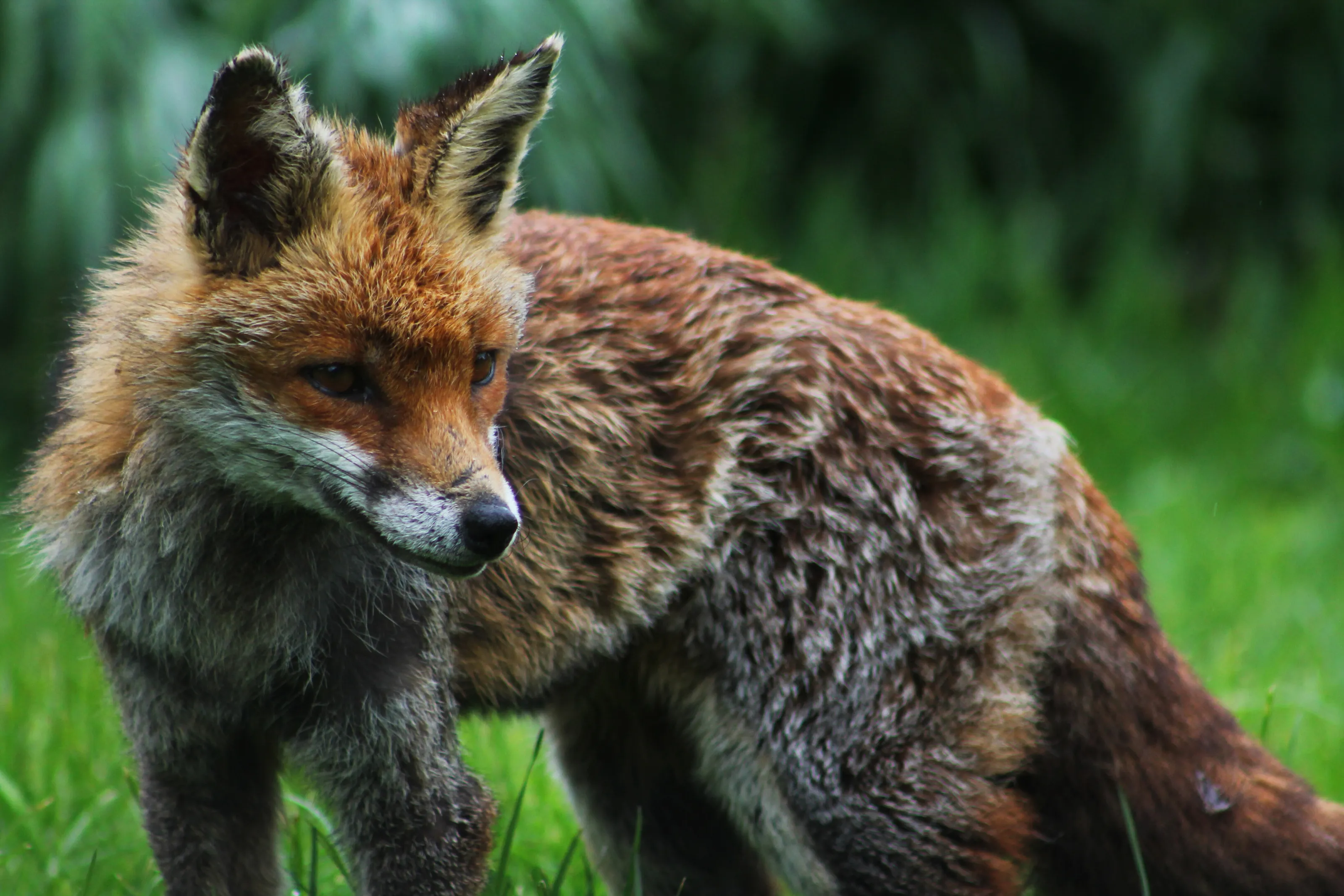 Red Fox Portrait