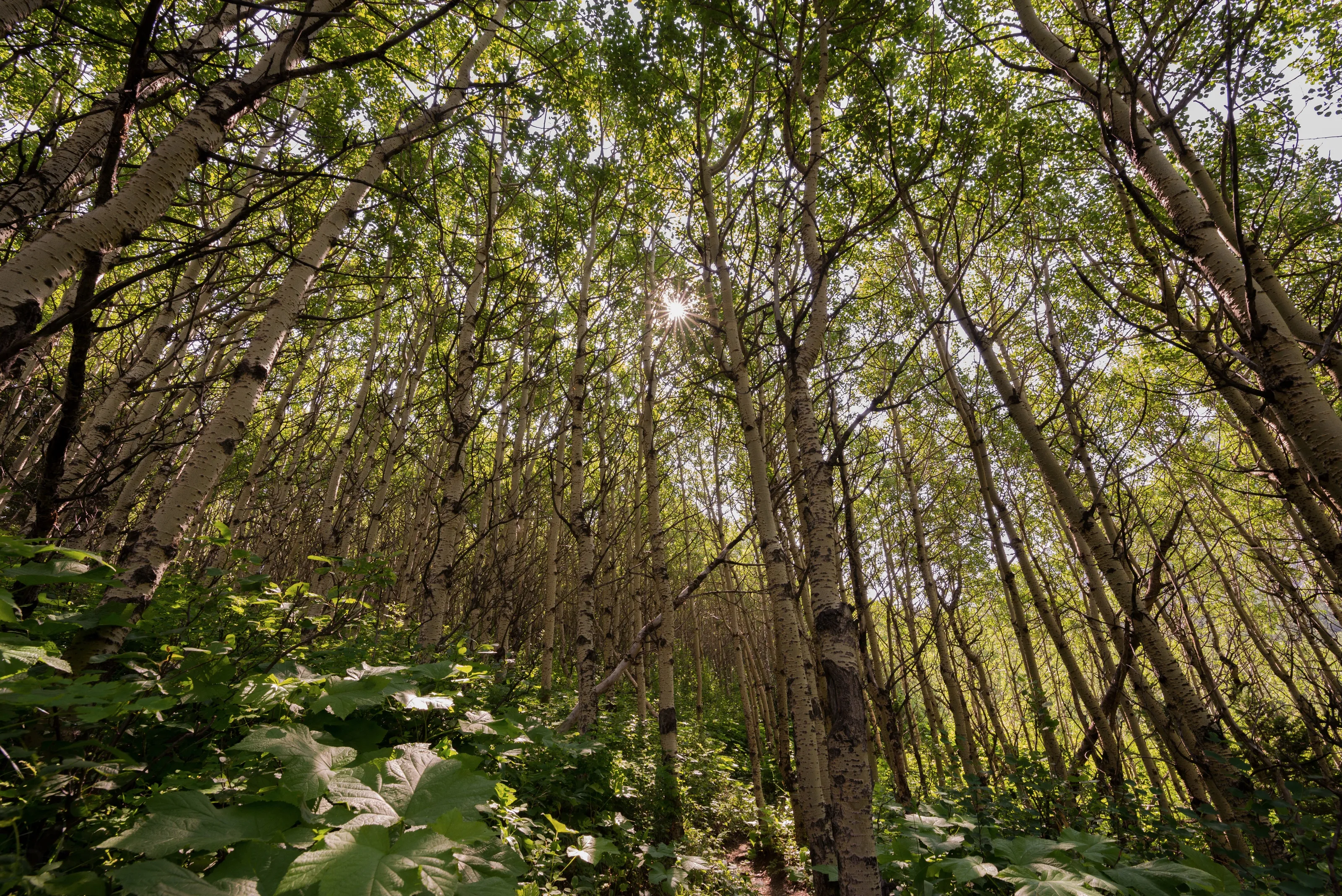Canopy