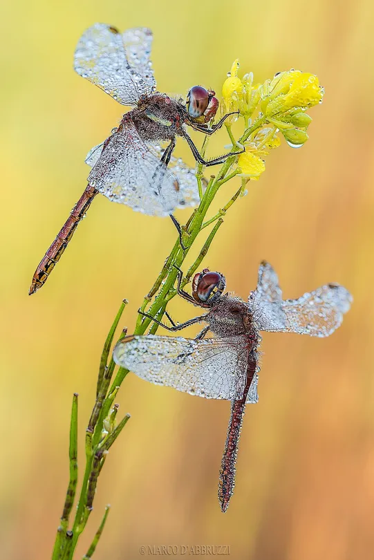 Sympetrum Twins