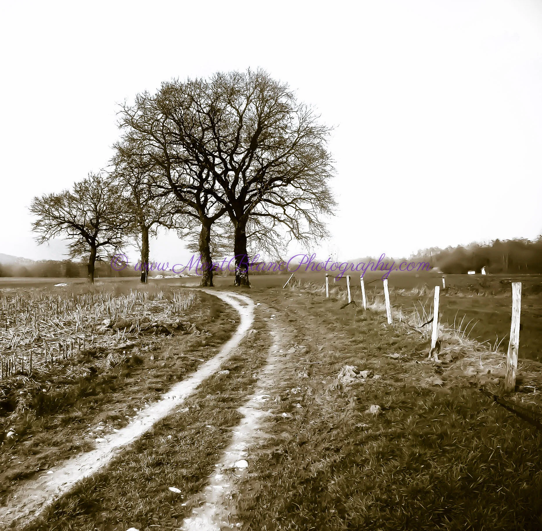 Our best friends on this earth - trees.