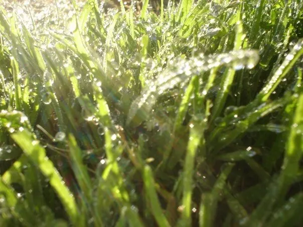 Morning Dew