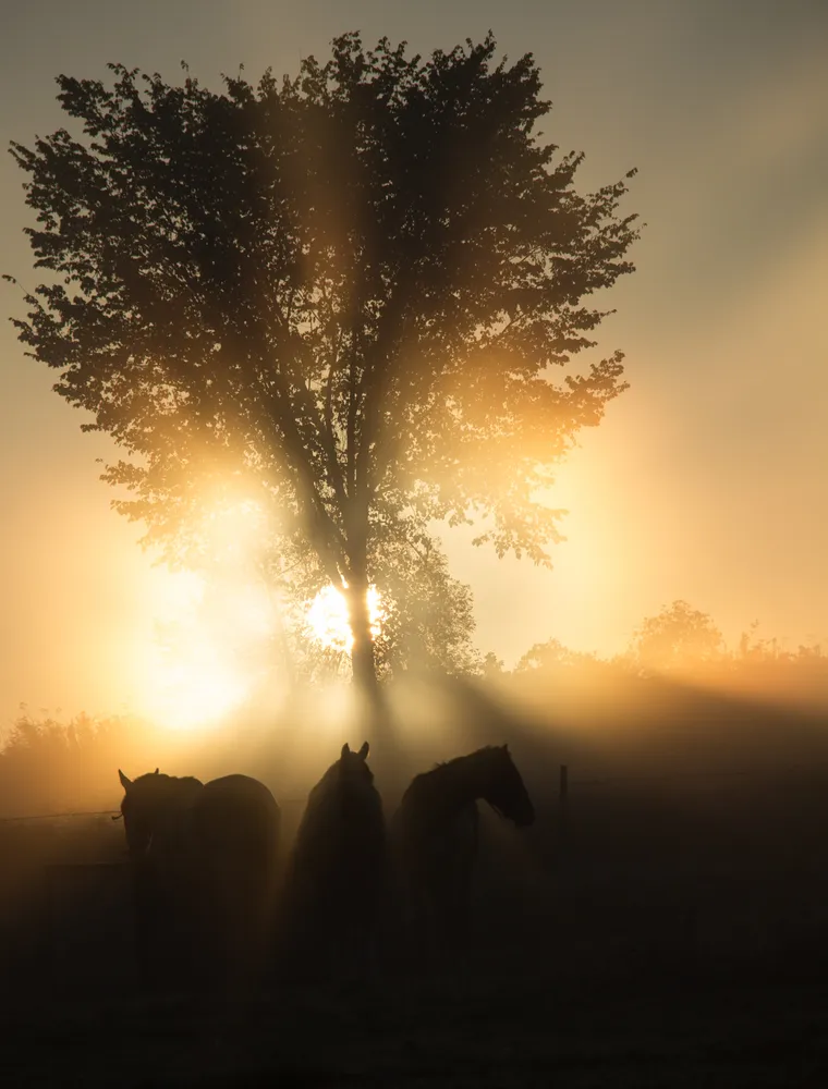 Beautyfull sunrise and horses