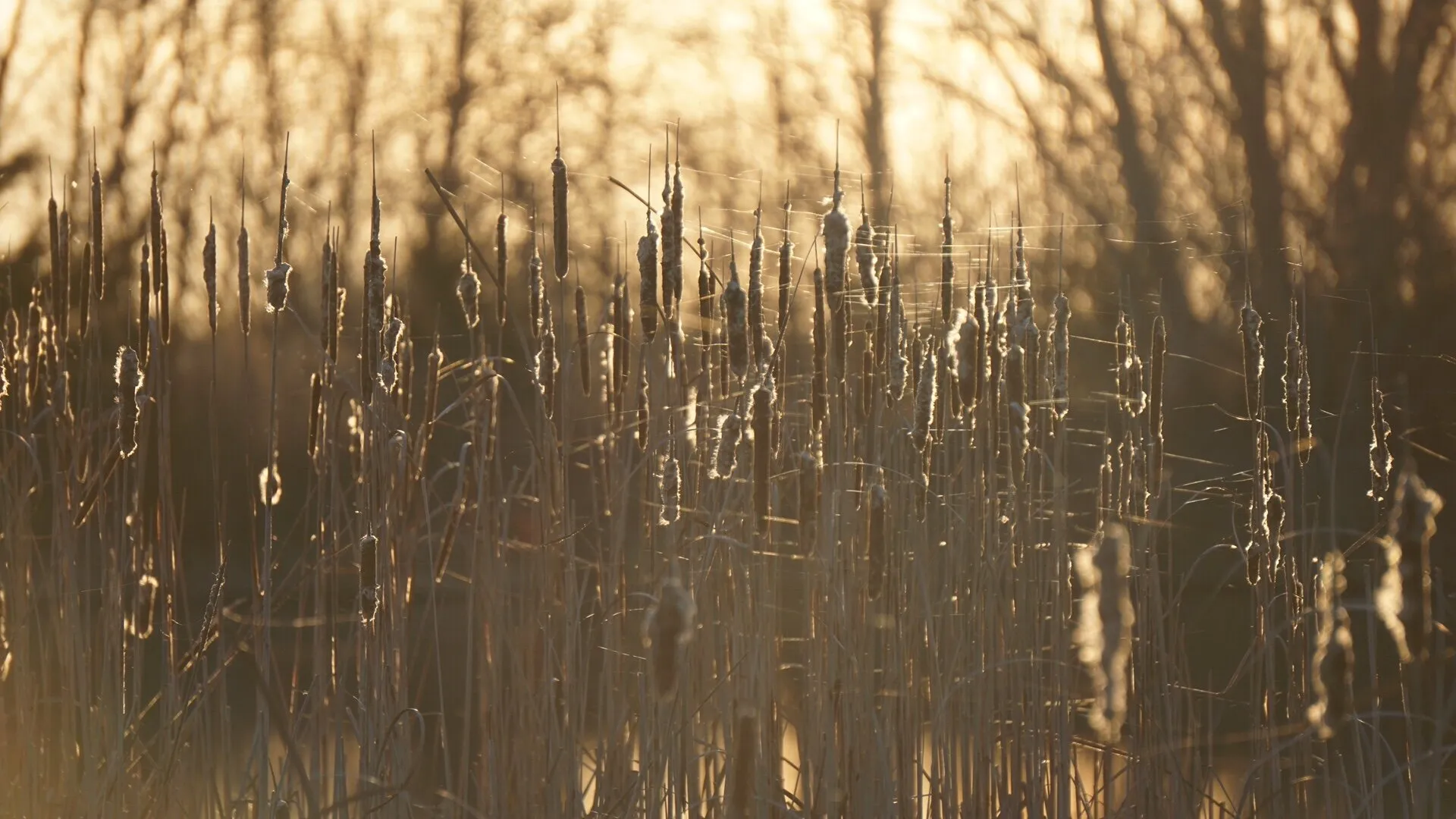 Cattails and webs
