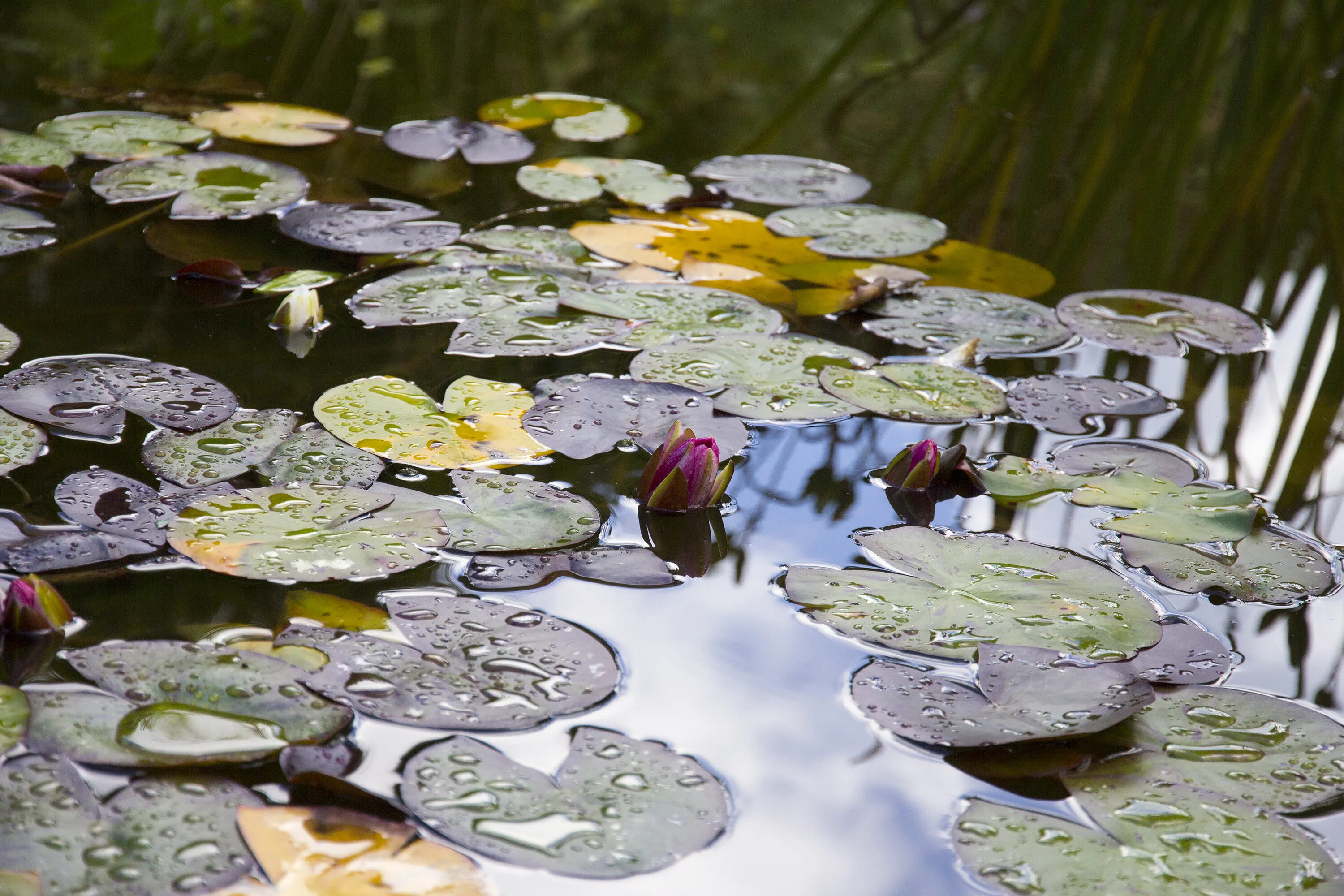 Water Lily Pond