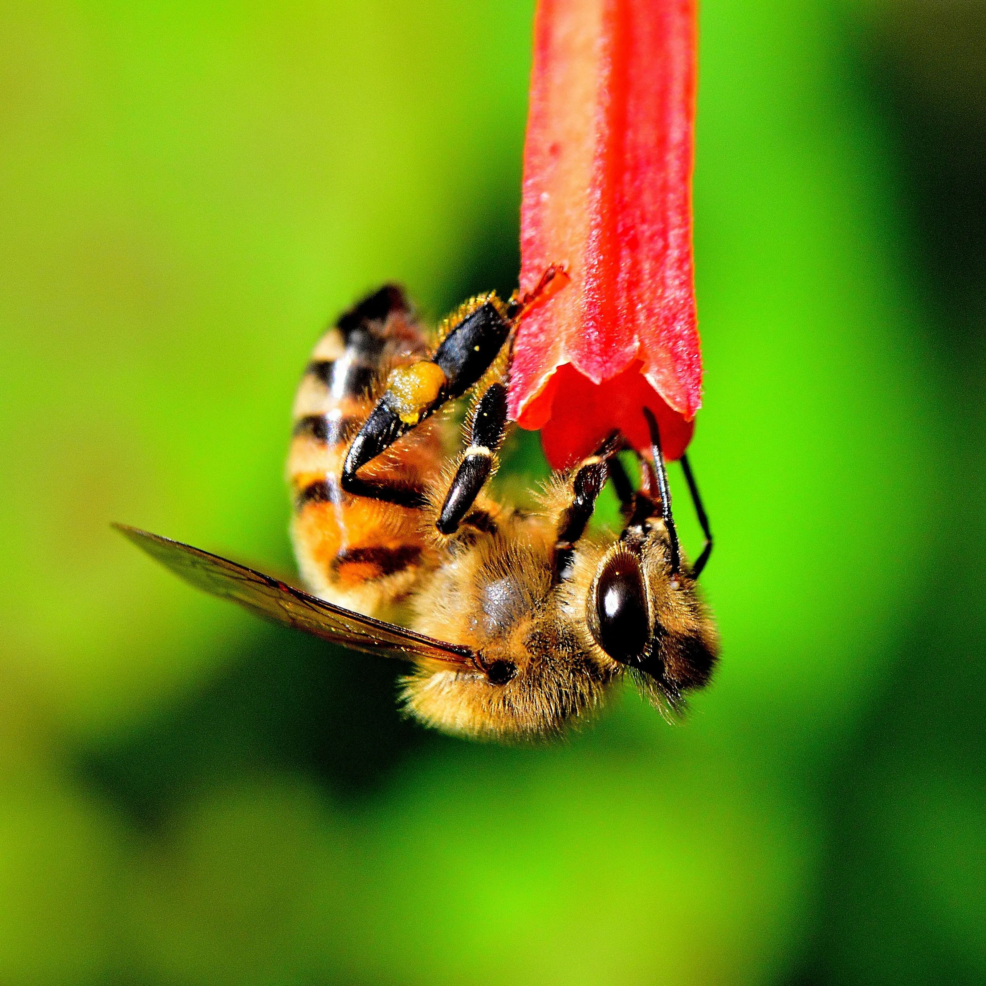 Honey bee cliffhangar!