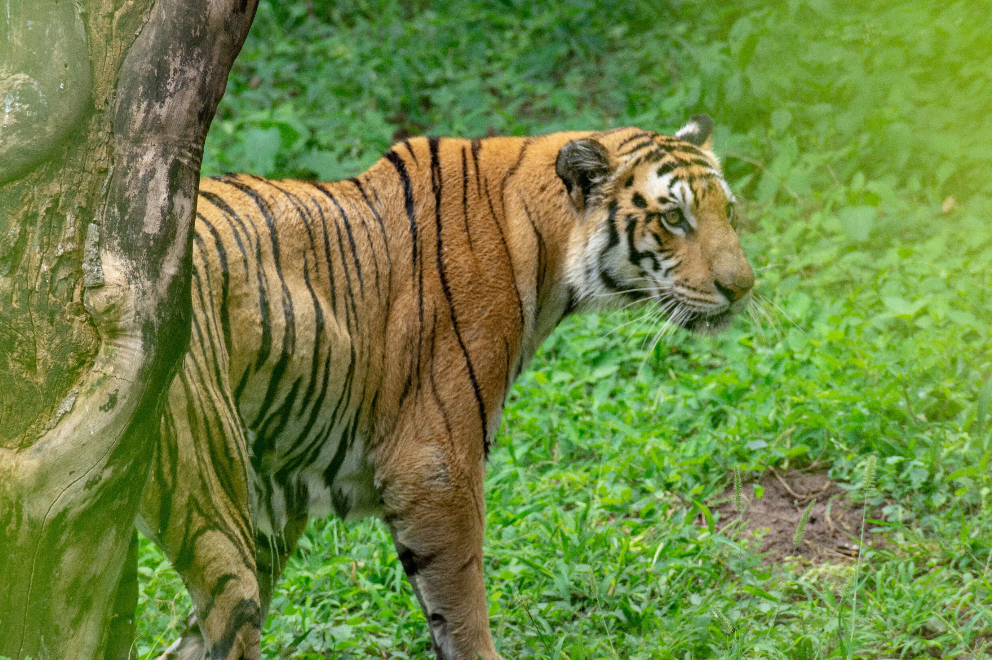 Tiger across a jungle