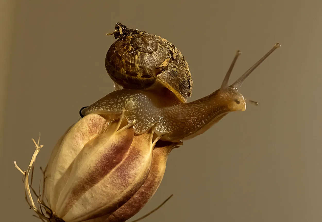 Entry 5800699