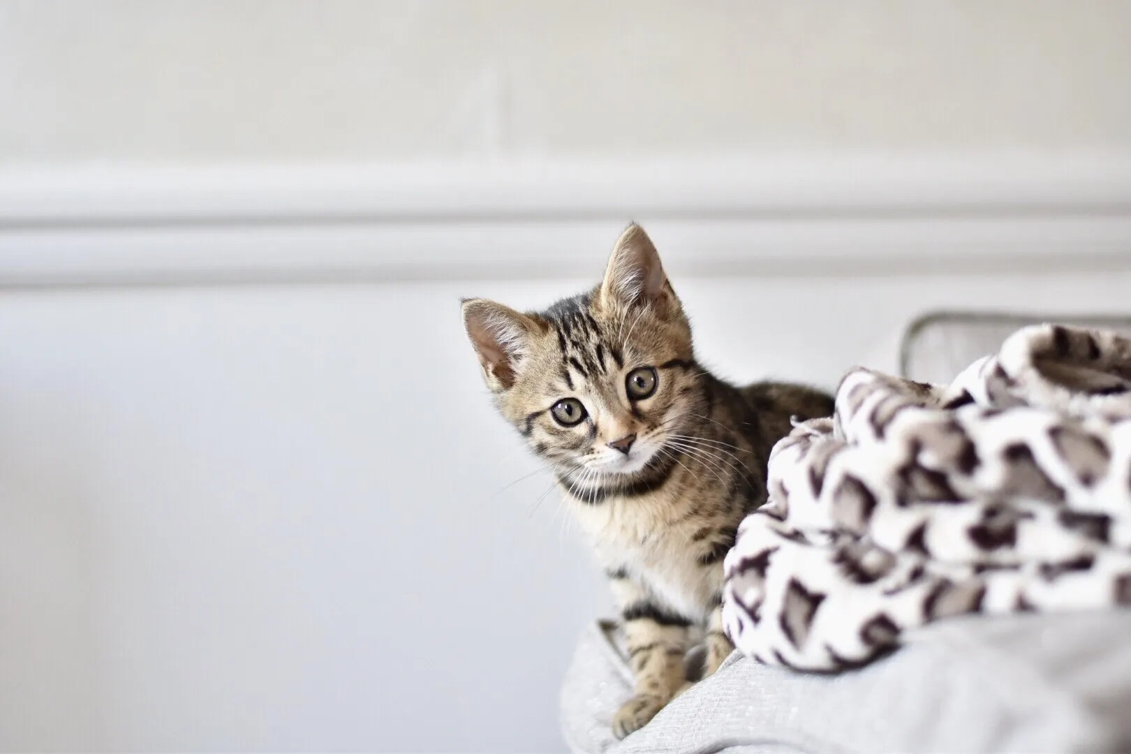 Bengal kitten