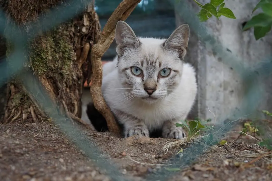 Captivating Eyes