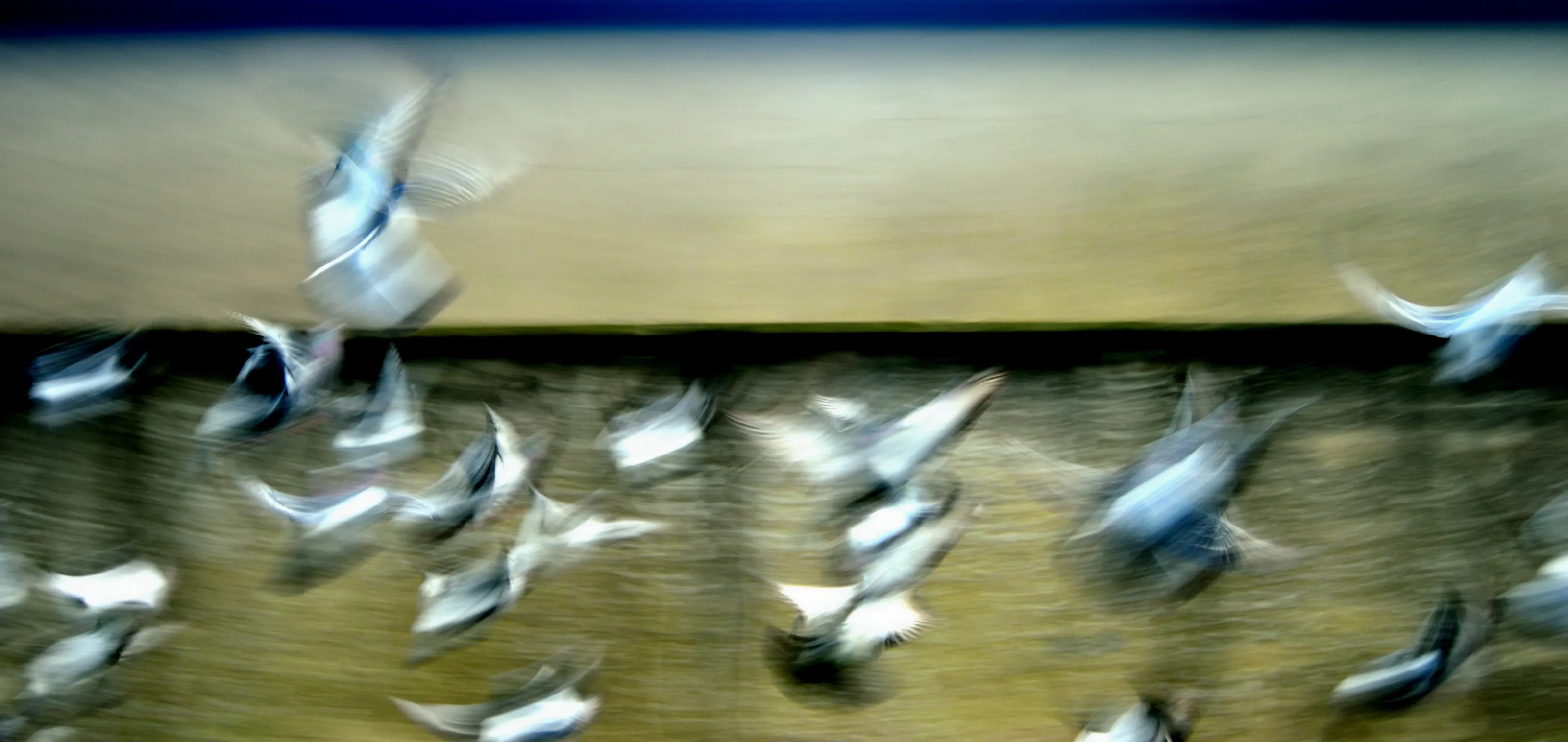 Pigeons scattering