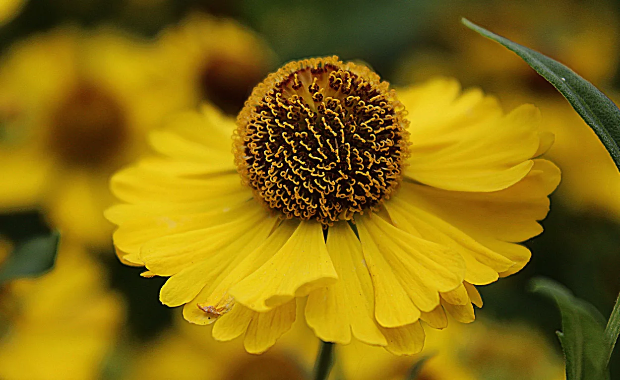 Entry 5031331