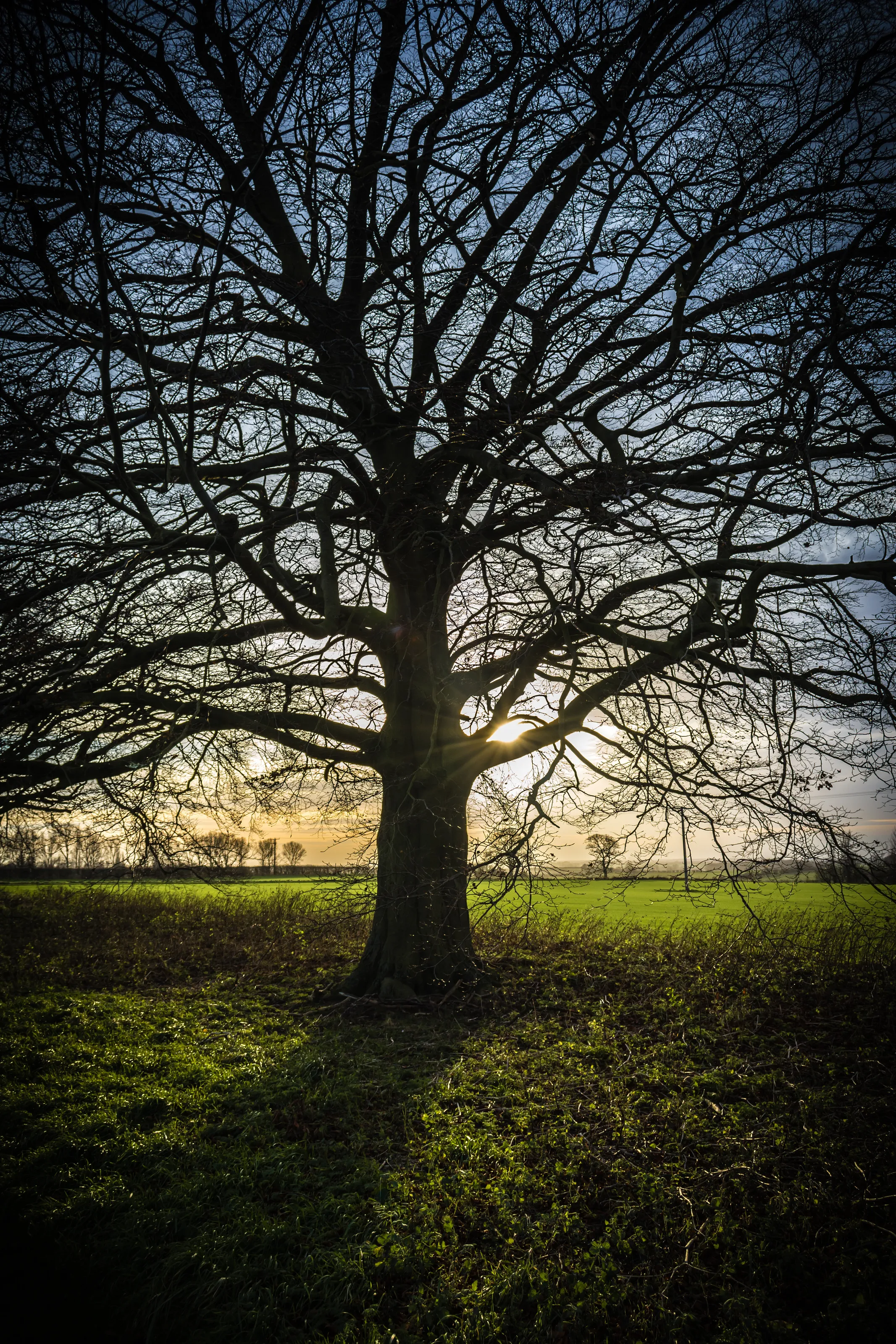 Lone Tree at Sunset