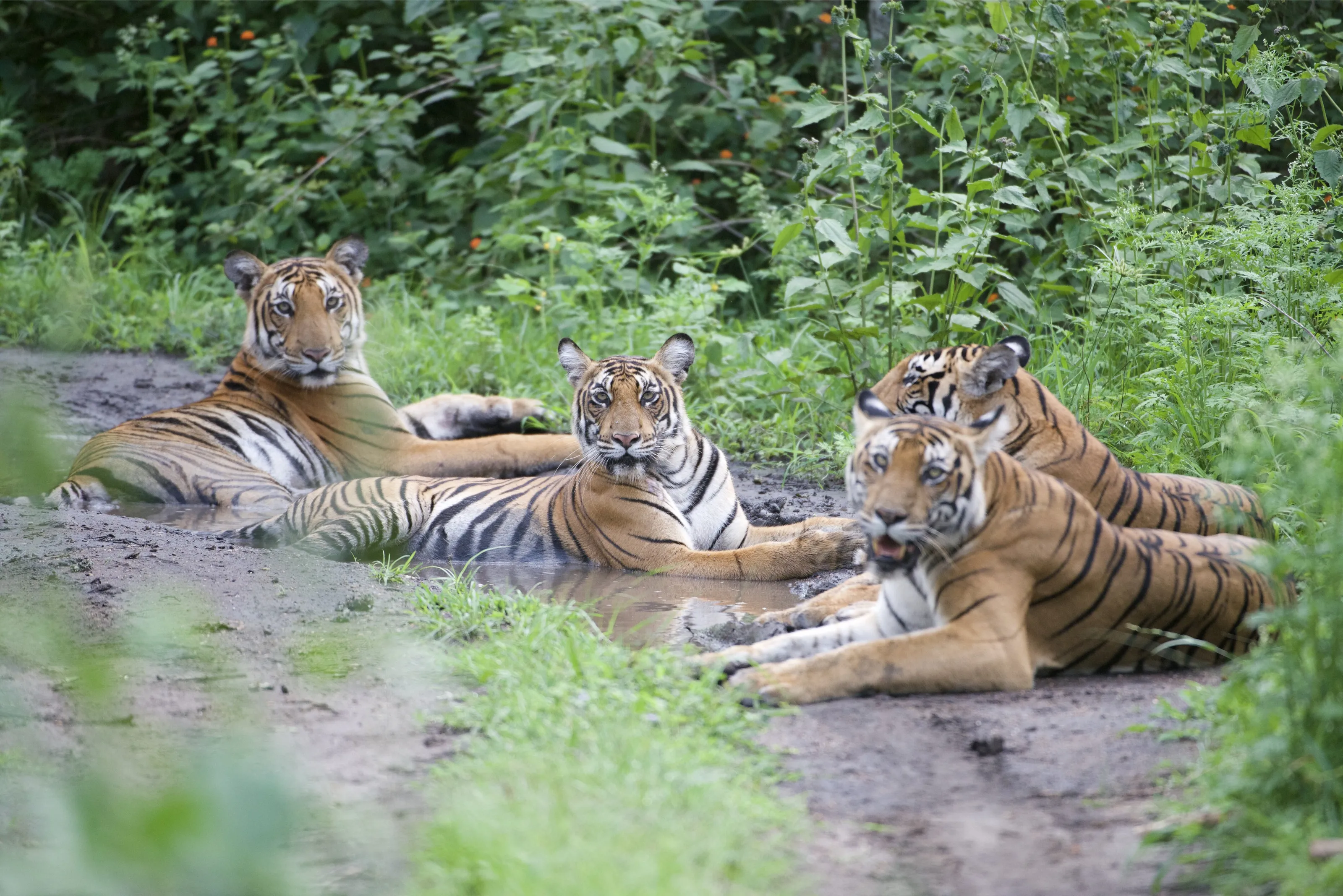Tiger family