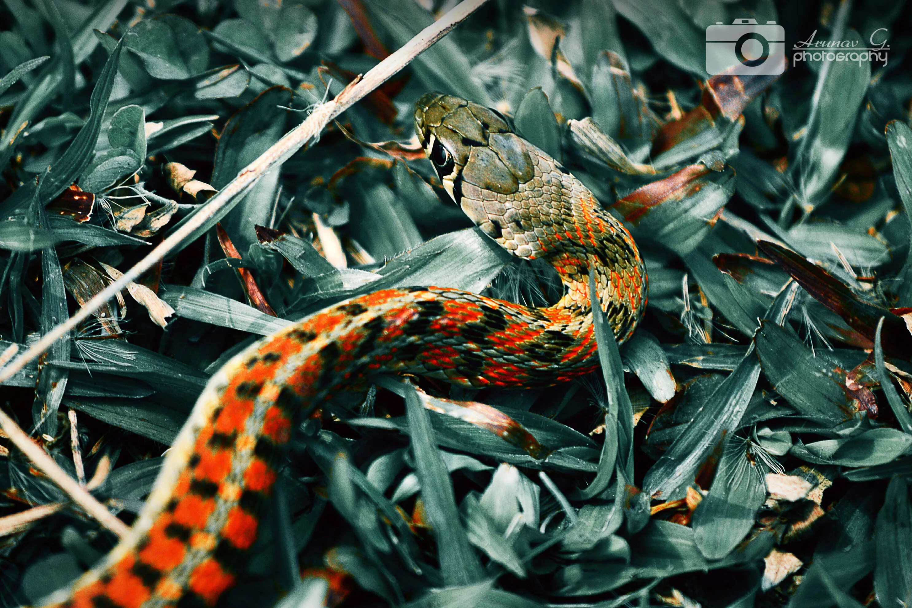 The crawling beauty.