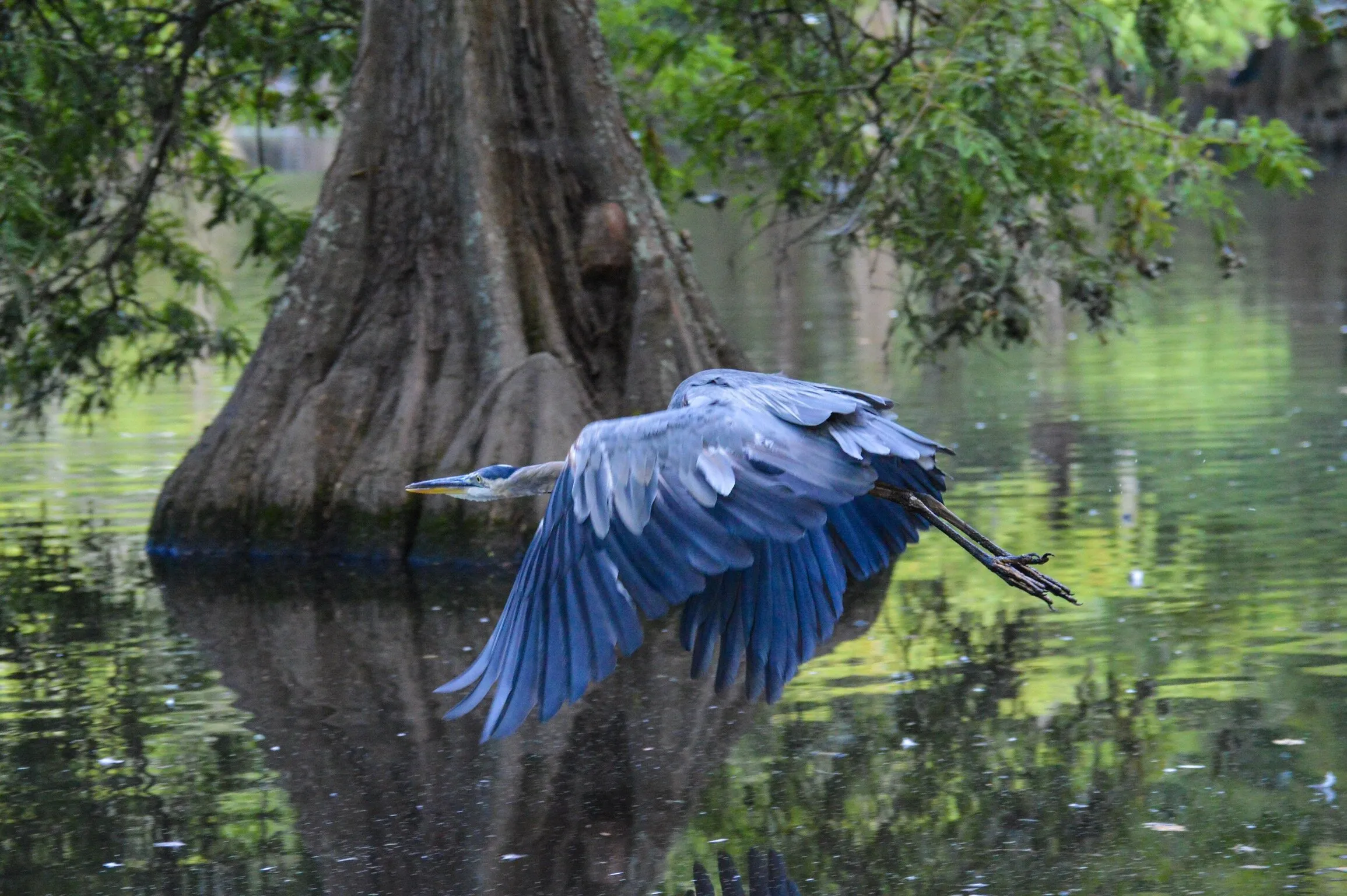 Great blue Heron in flight