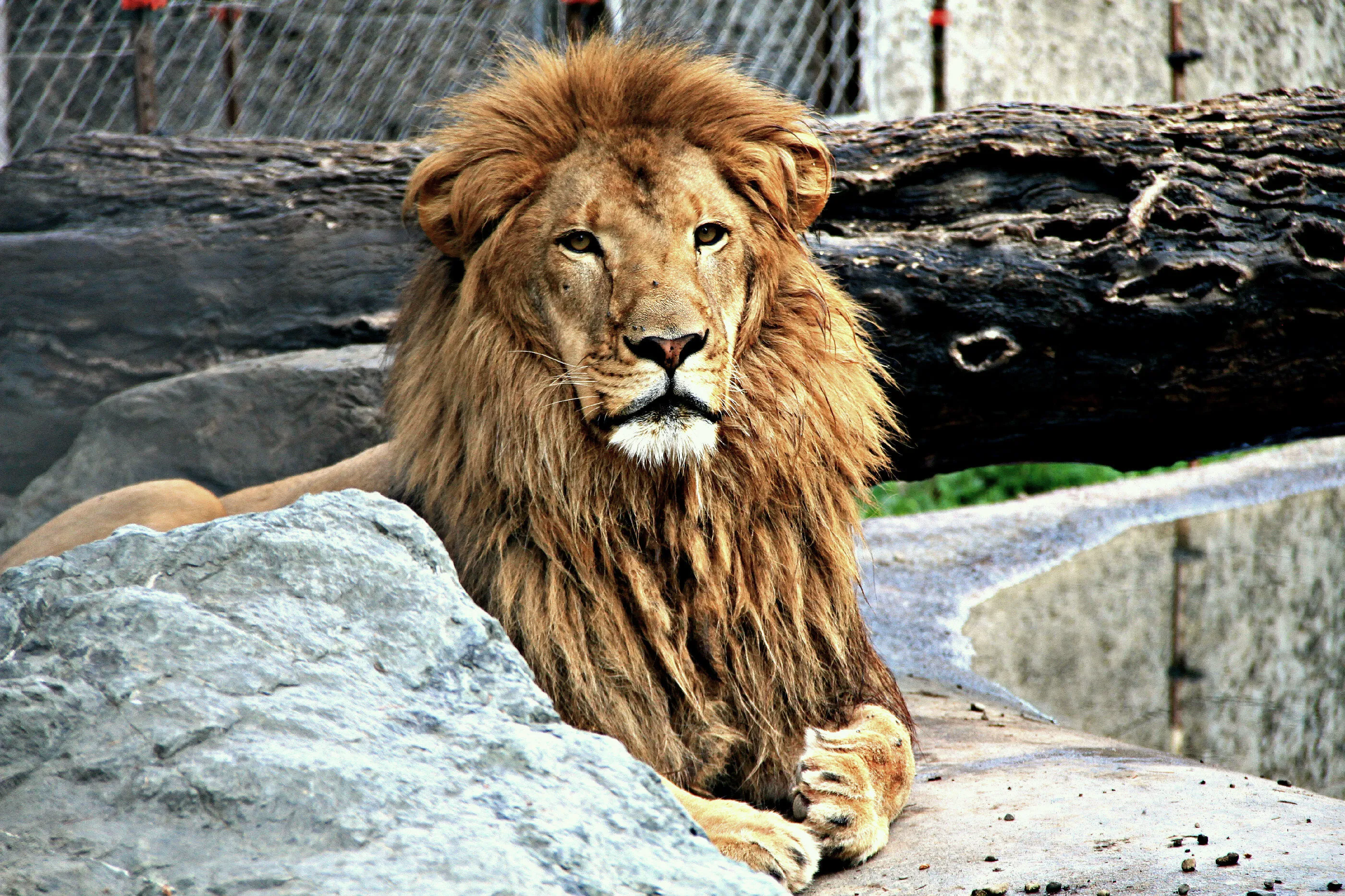 Lion