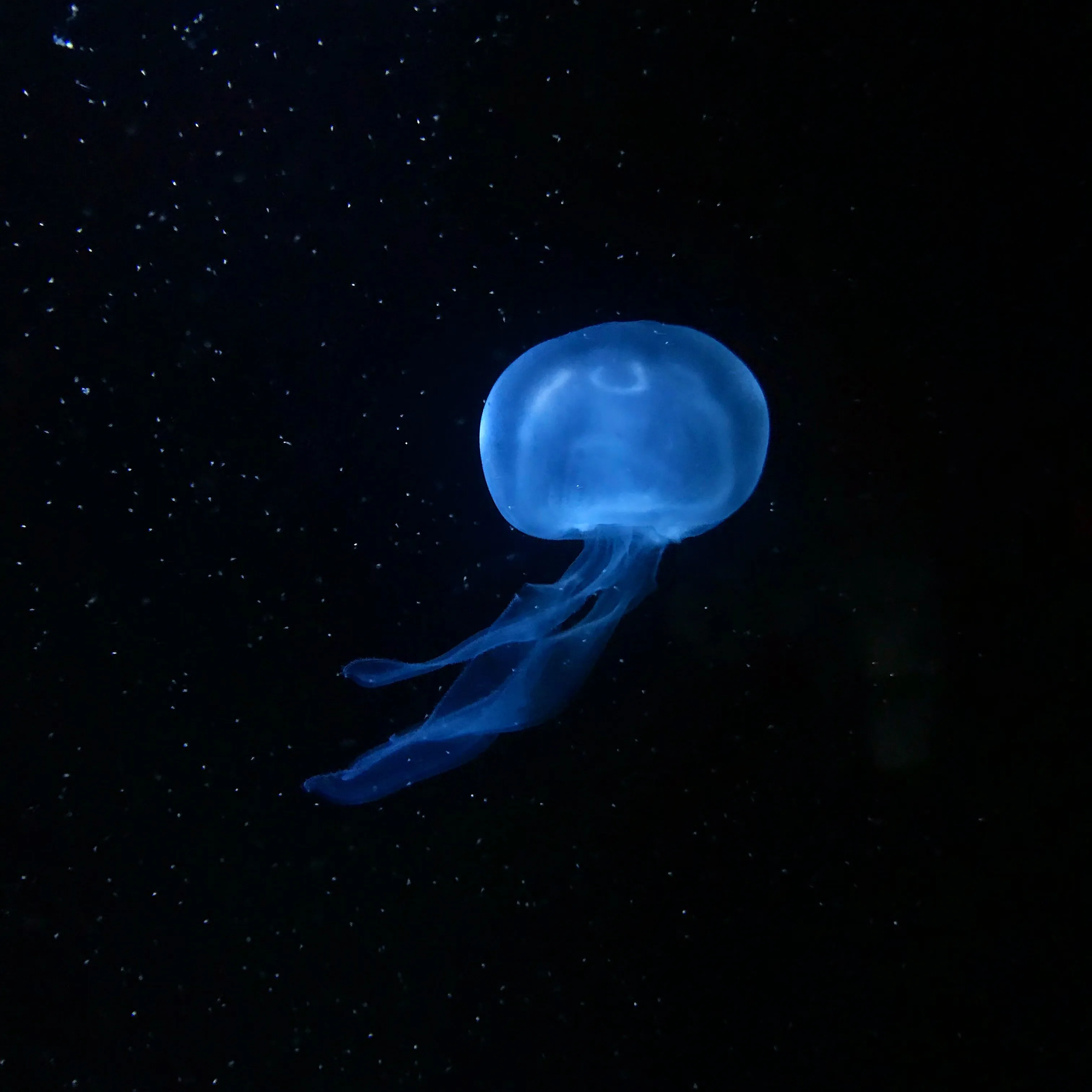 The Jellyfish