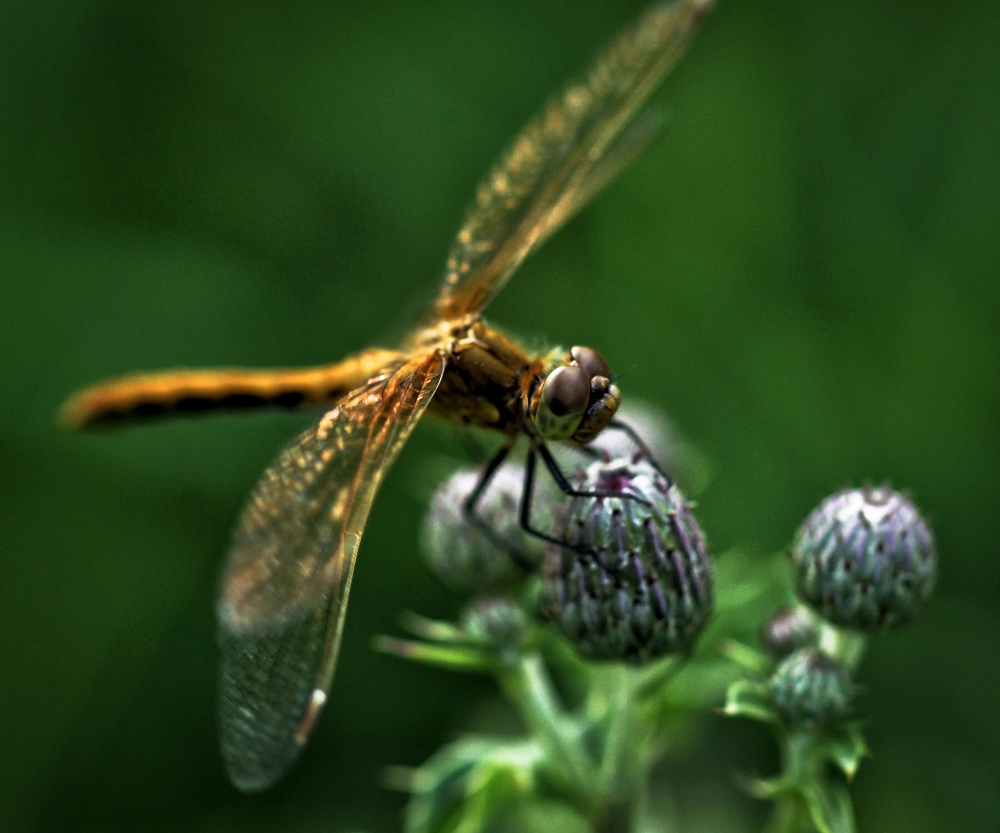 Dragonfly