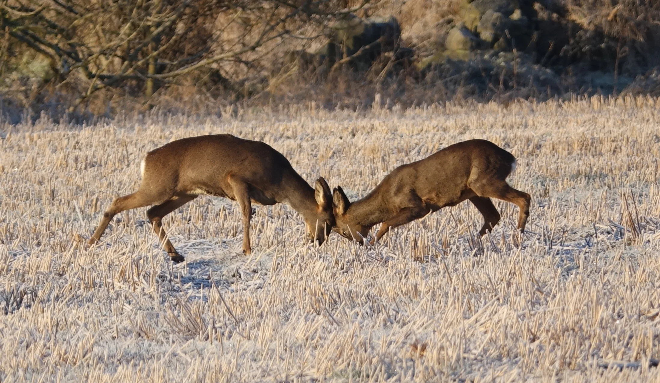 Roe Deer