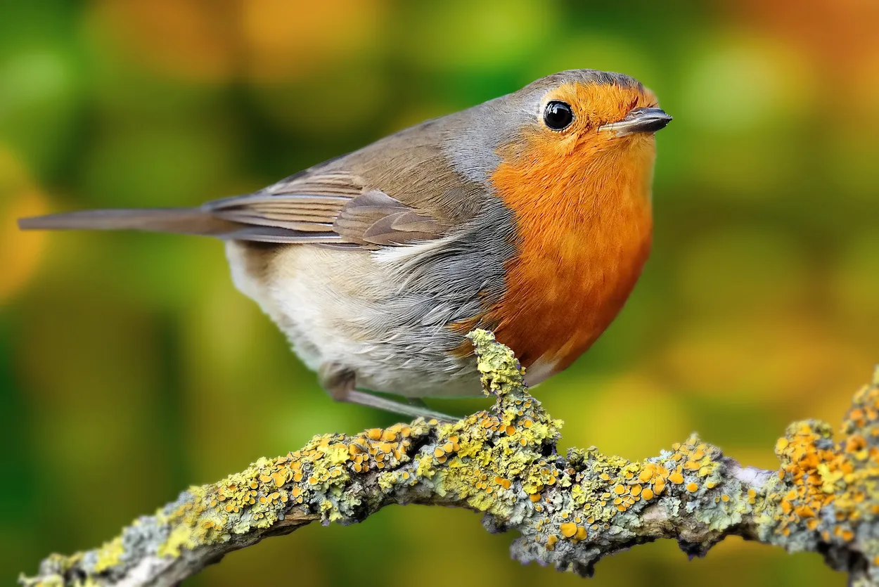 Entry 2788734