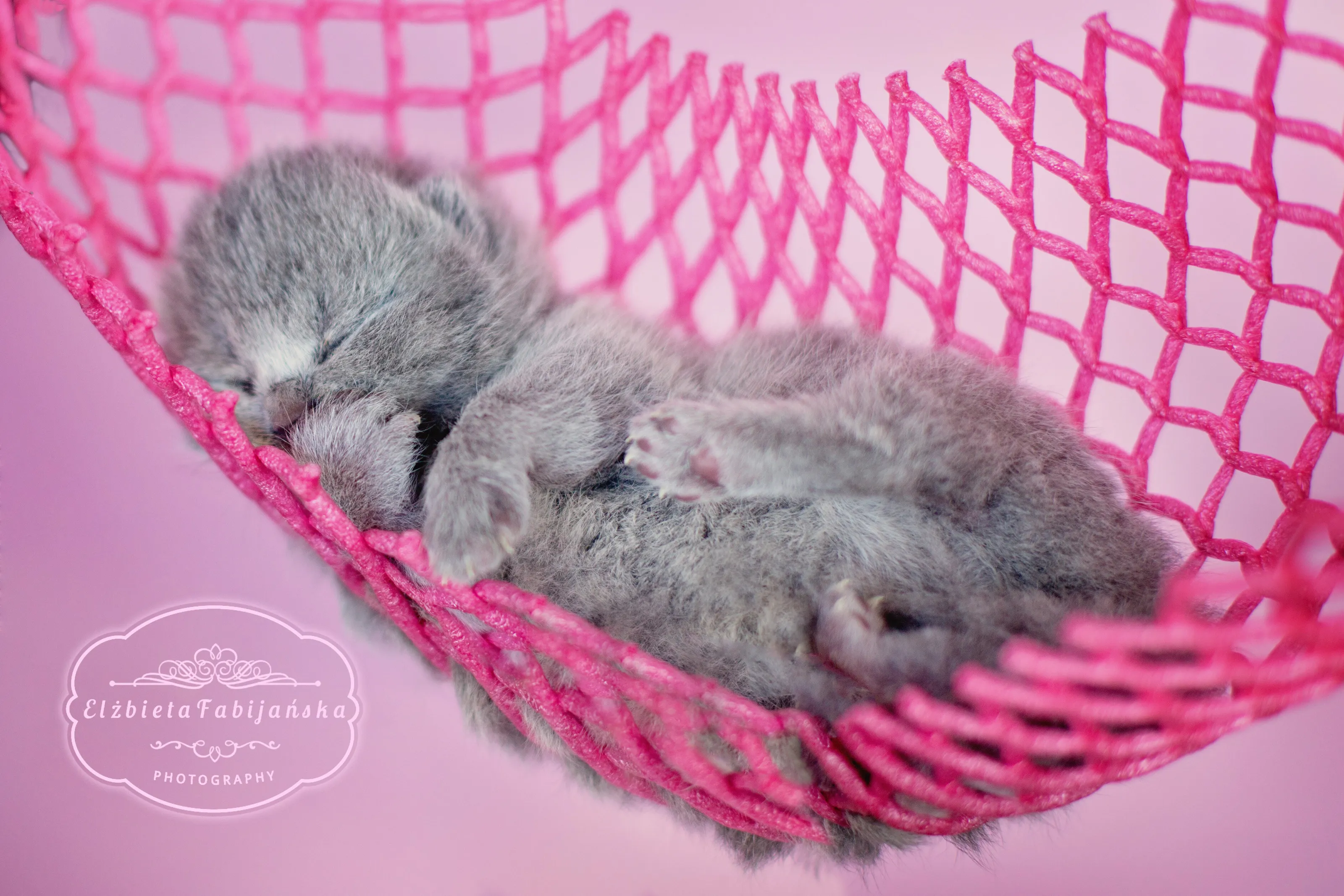 Sleeping cat's baby.