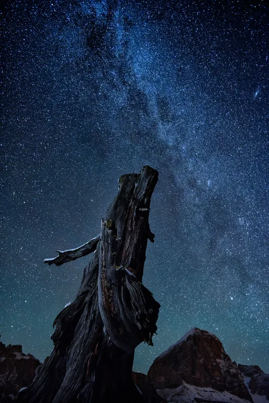 Dead tree trunk and the milky-way.